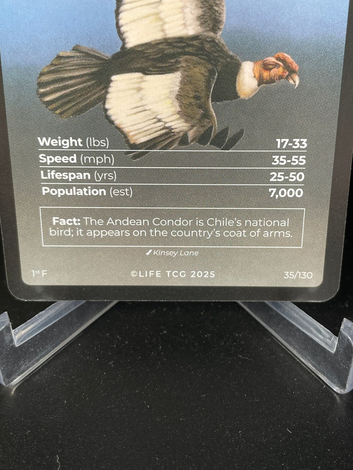 Andean Condor — Birds Full Art #35/130 | LIFE TCG | 1st Edition (Pop: 700)