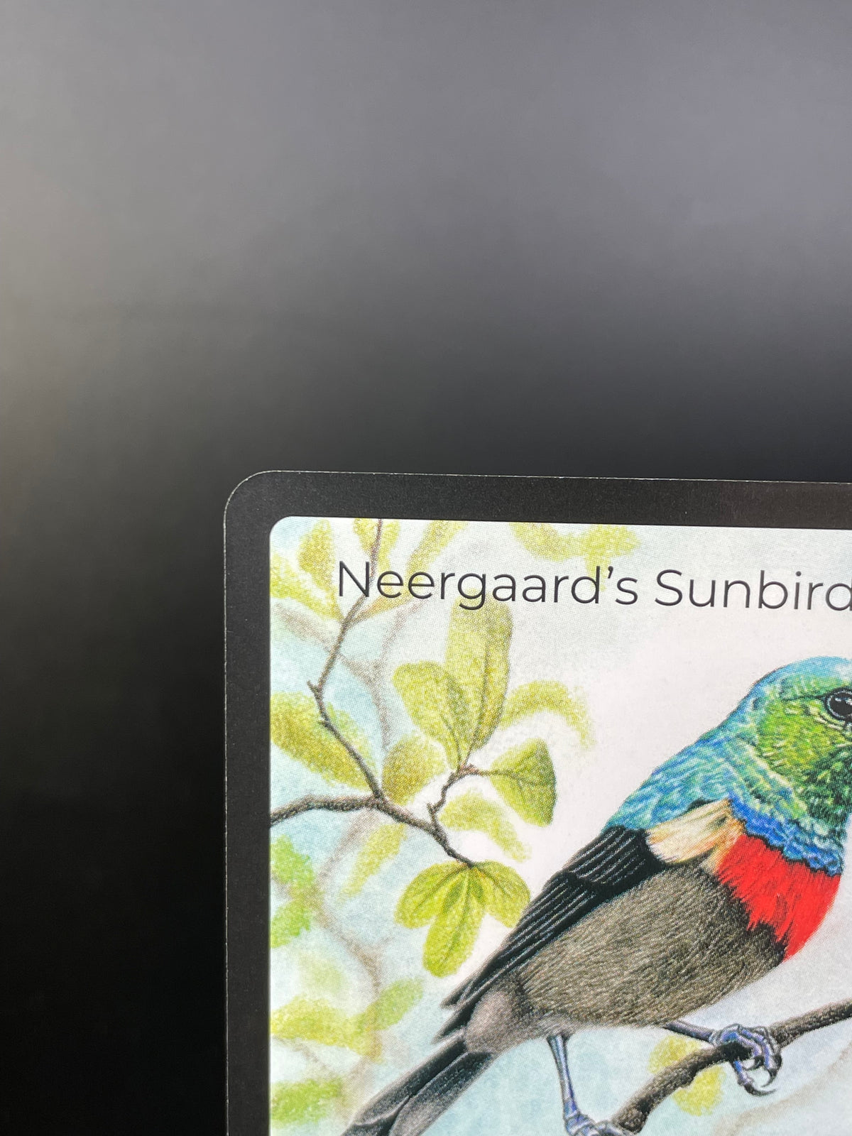 Neergaard's Sunbird — Birds Full Art #31/130 | LIFE TCG | 1st Edition (Pop: 500)