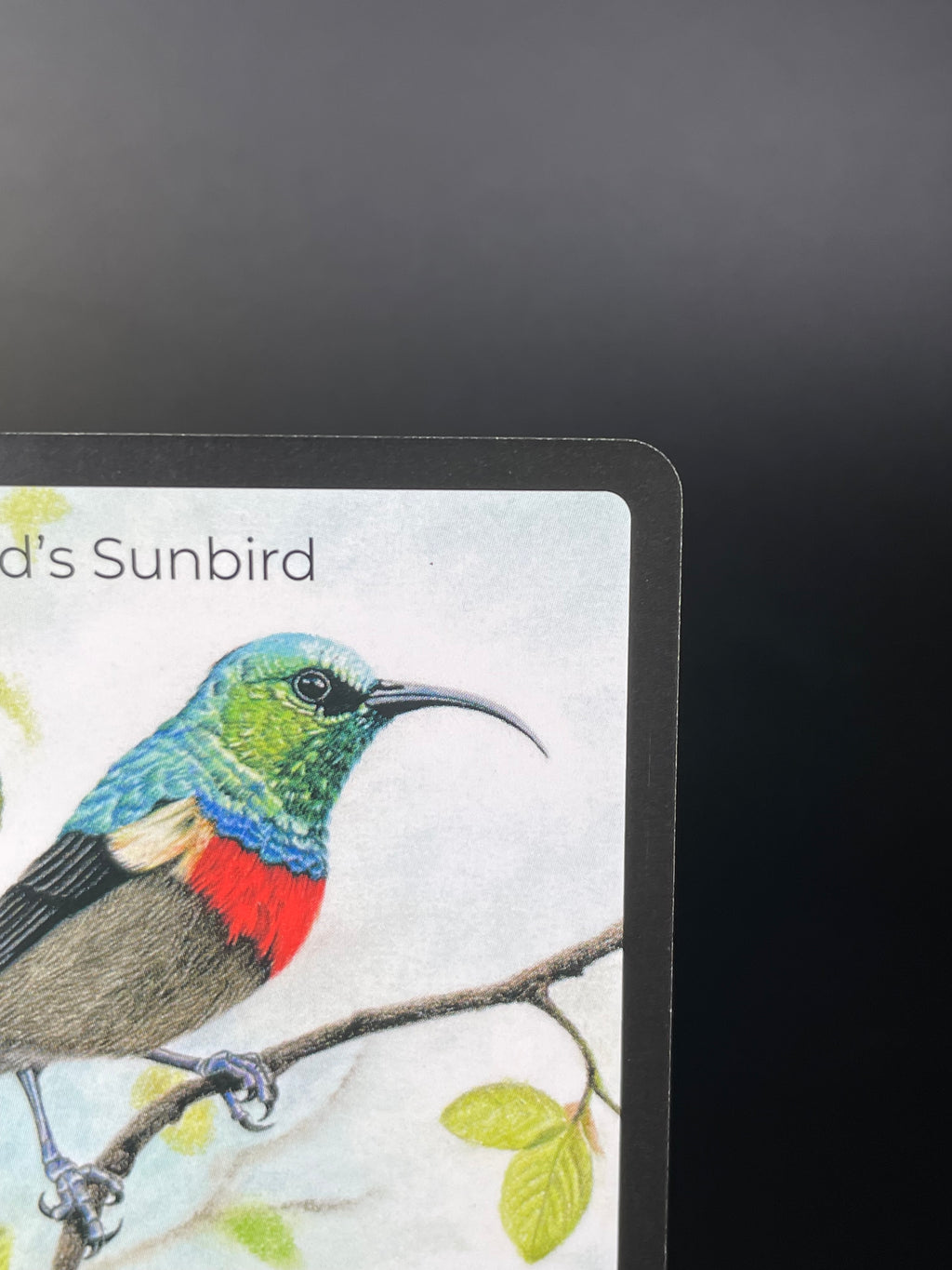 Neergaard's Sunbird — Birds Full Art #31/130 | LIFE TCG | 1st Edition (Pop: 500)