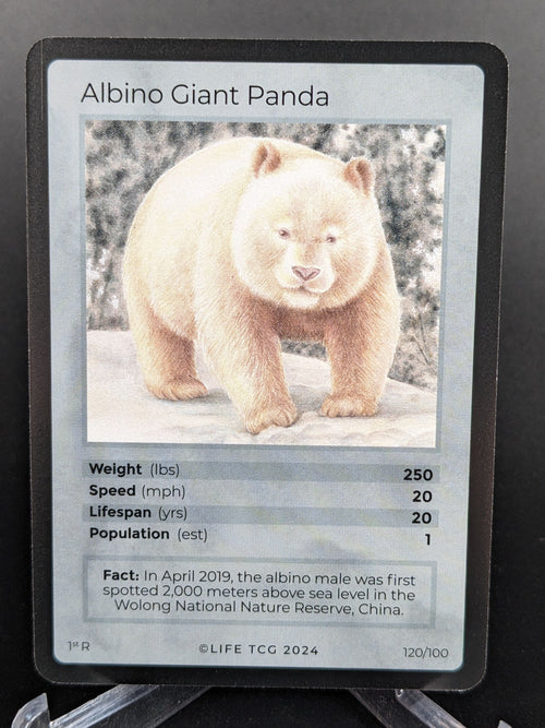 Card featuring an albino giant panda with details on a dark background