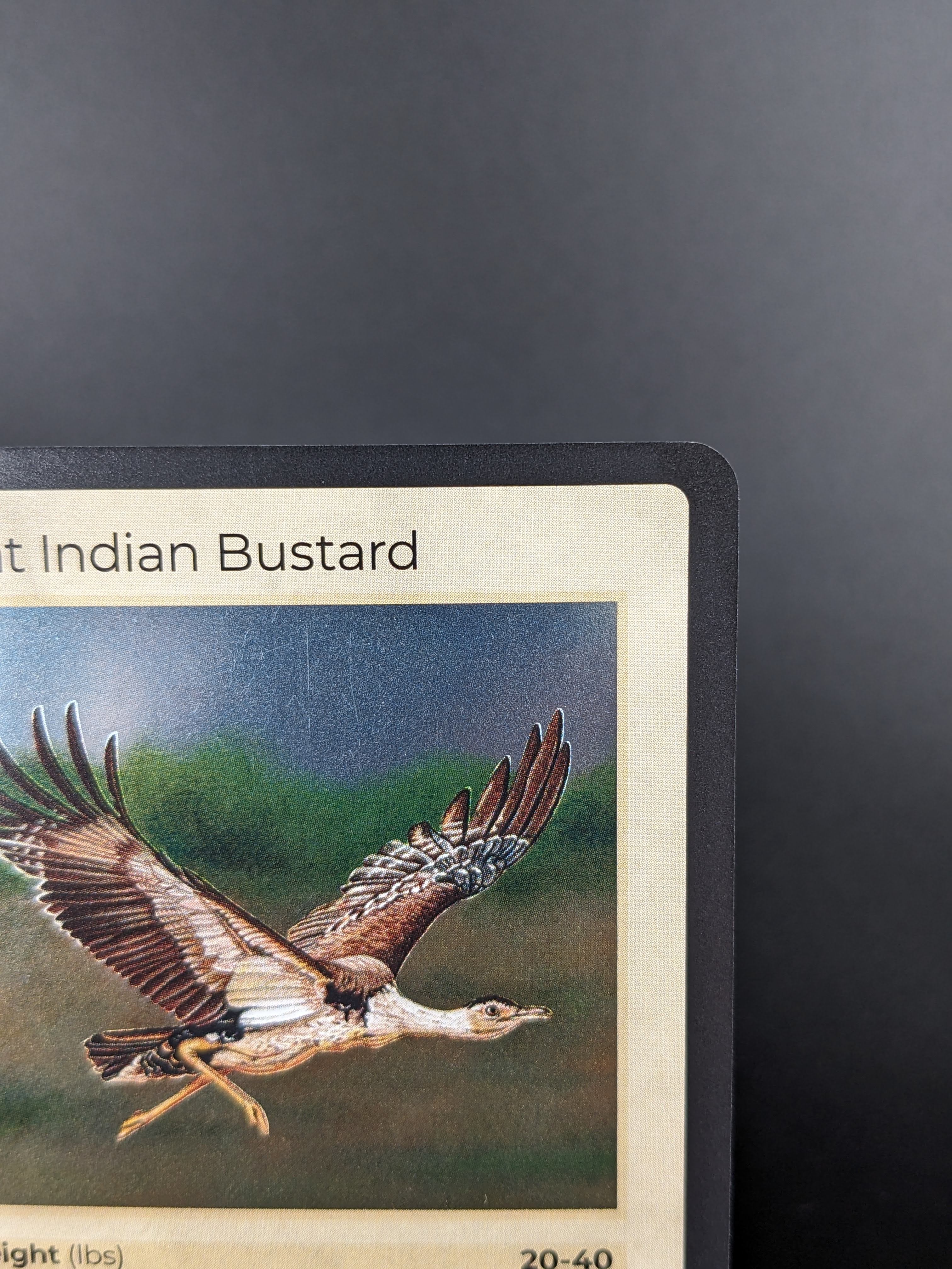 Great Indian Bustard — Birds Holo #11/130 | LIFE TCG | 1st Edition (Pop: 200)