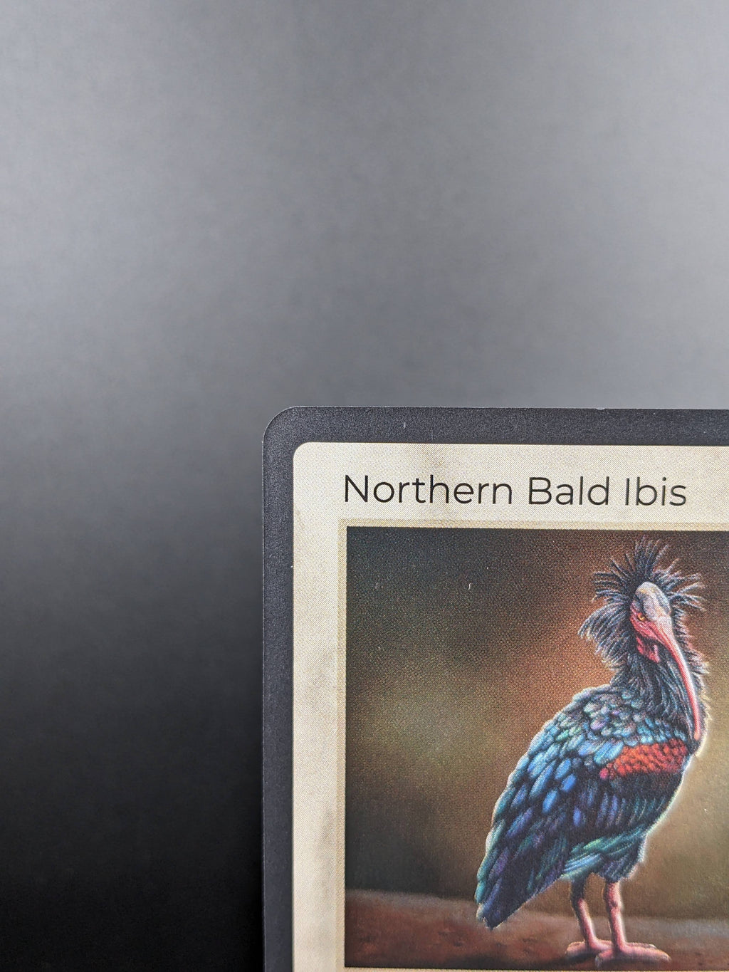 Northern Bald Ibis — Birds Holo #13/130 | LIFE TCG | 1st Edition (Pop: 250)