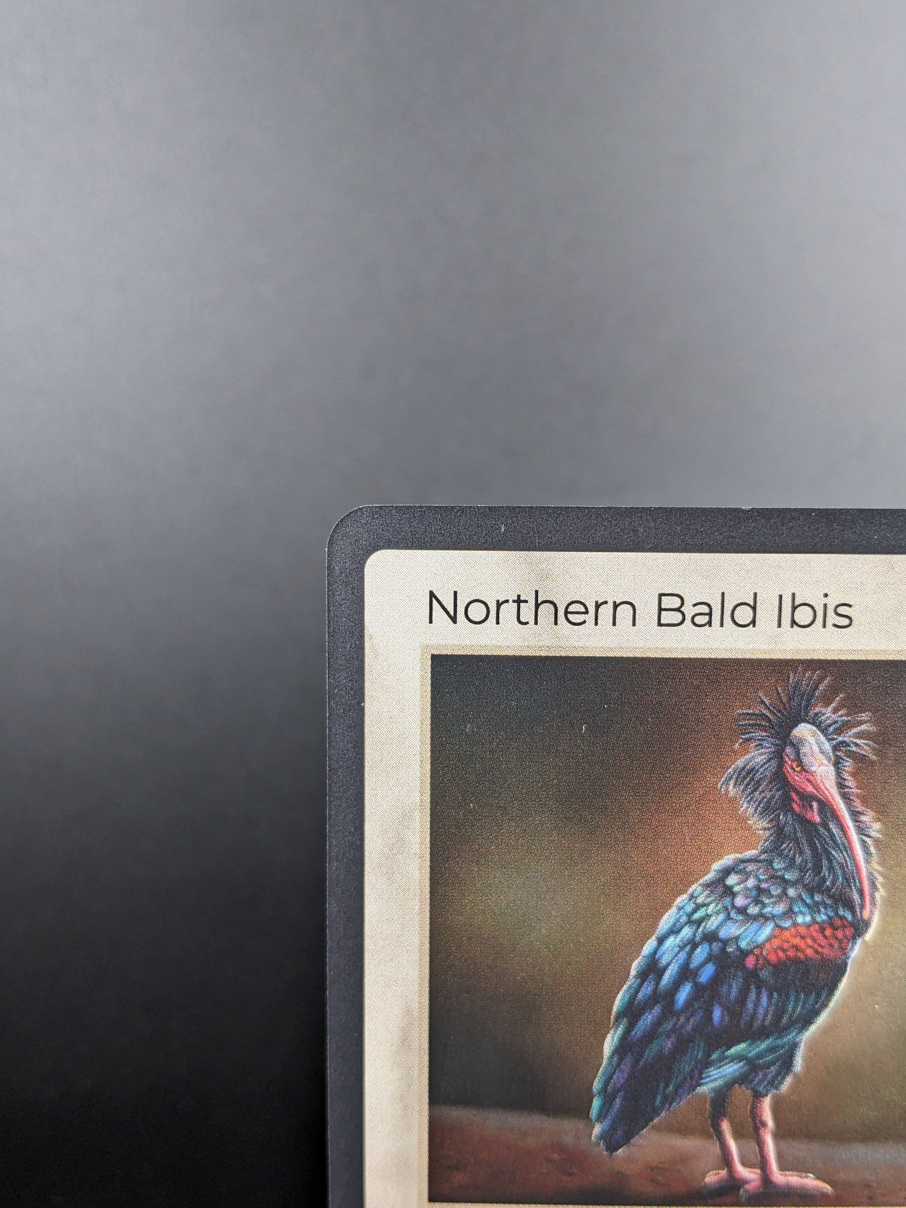 Northern Bald Ibis — Birds Holo #13/130 | LIFE TCG | 1st Edition (Pop: 250)