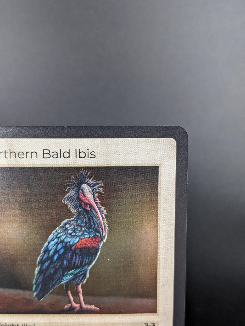 Northern Bald Ibis — Birds Holo #13/130 | LIFE TCG | 1st Edition (Pop: 250)