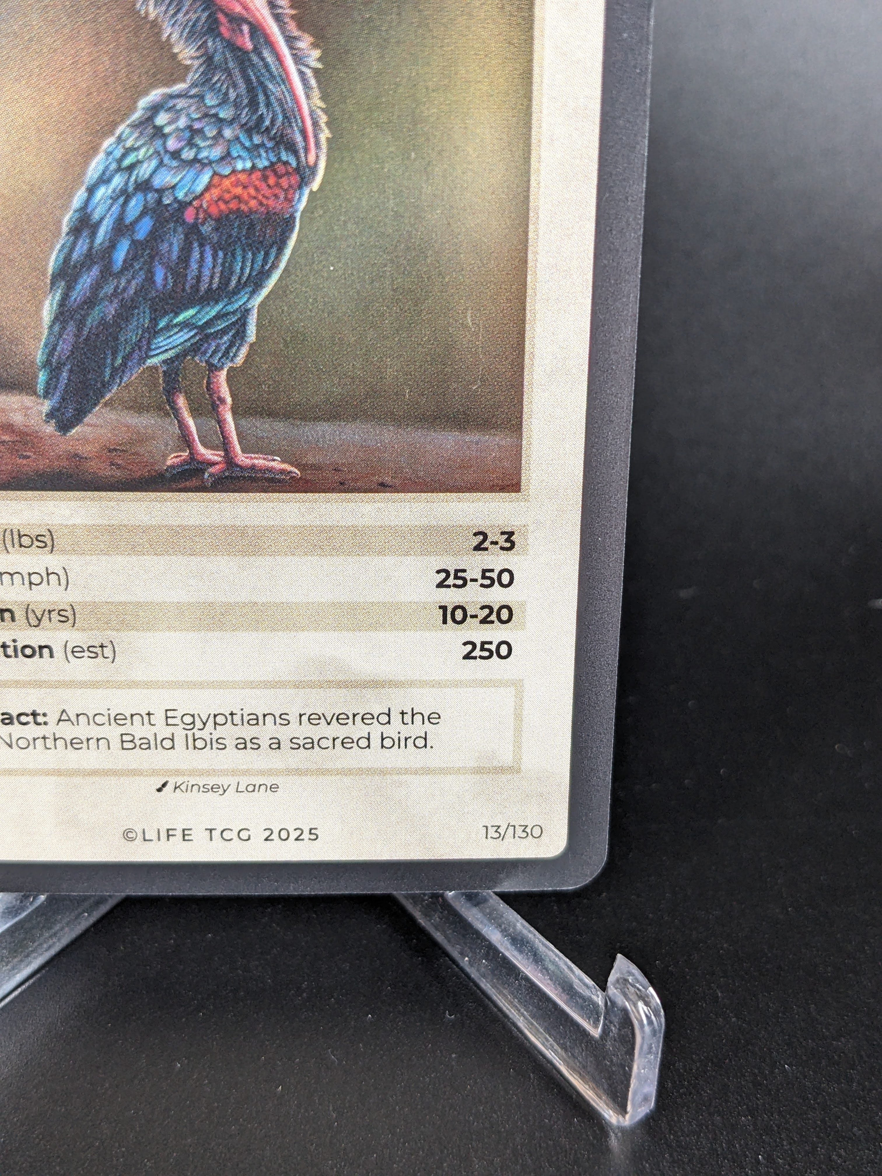 Northern Bald Ibis — Birds Holo #13/130 | LIFE TCG | 1st Edition (Pop: 250)