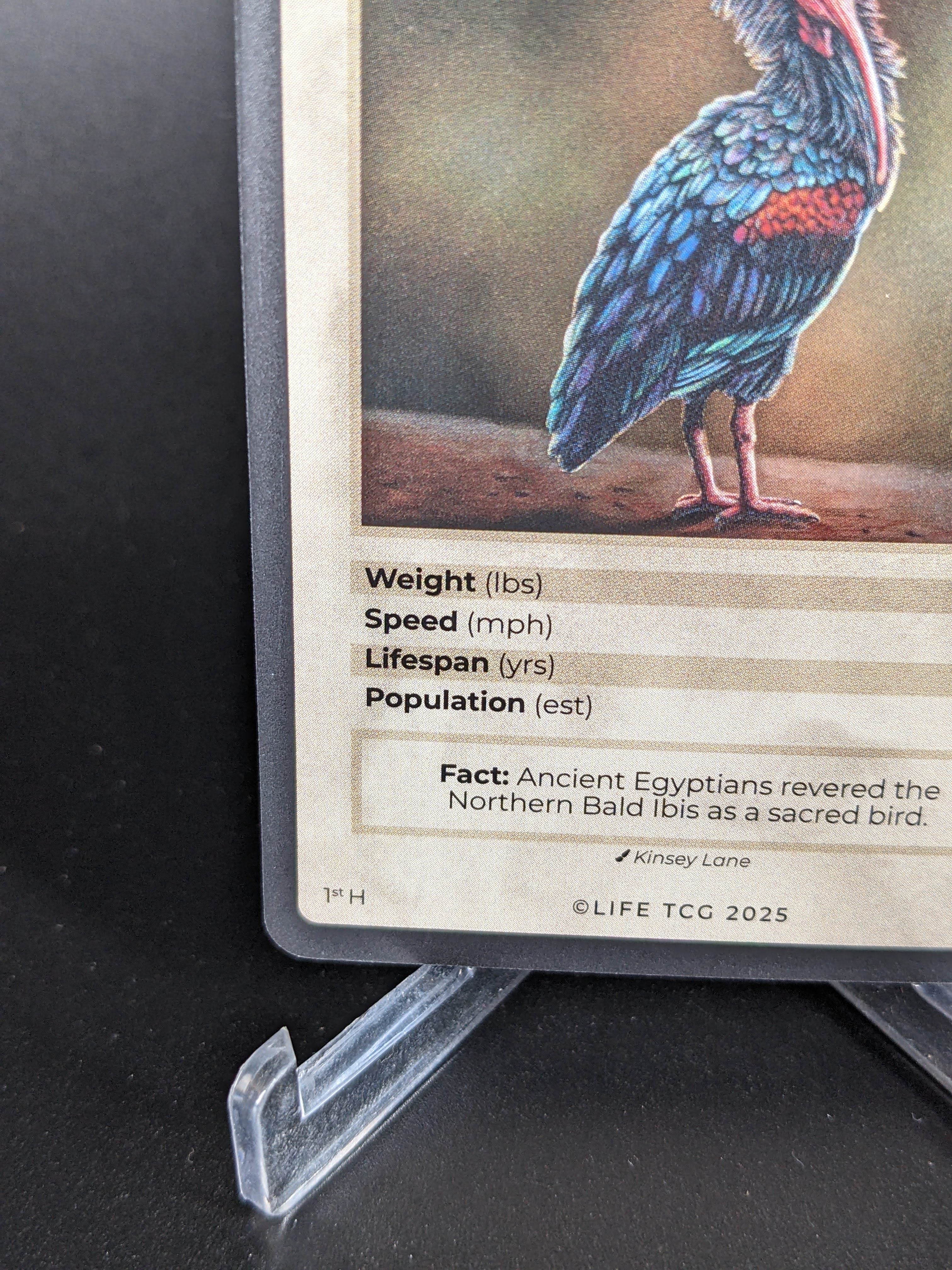 Northern Bald Ibis — Birds Holo #13/130 | LIFE TCG | 1st Edition (Pop: 250)