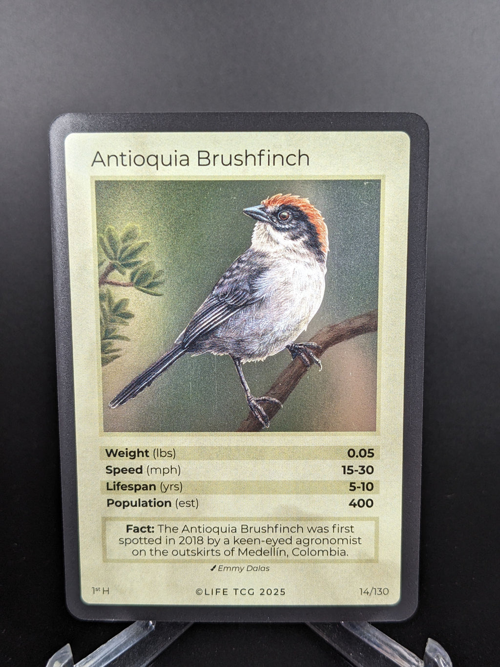 Antioquia Brushfinch — Birds Holo #14/130 | LIFE TCG | 1st Edition (Pop: 400)