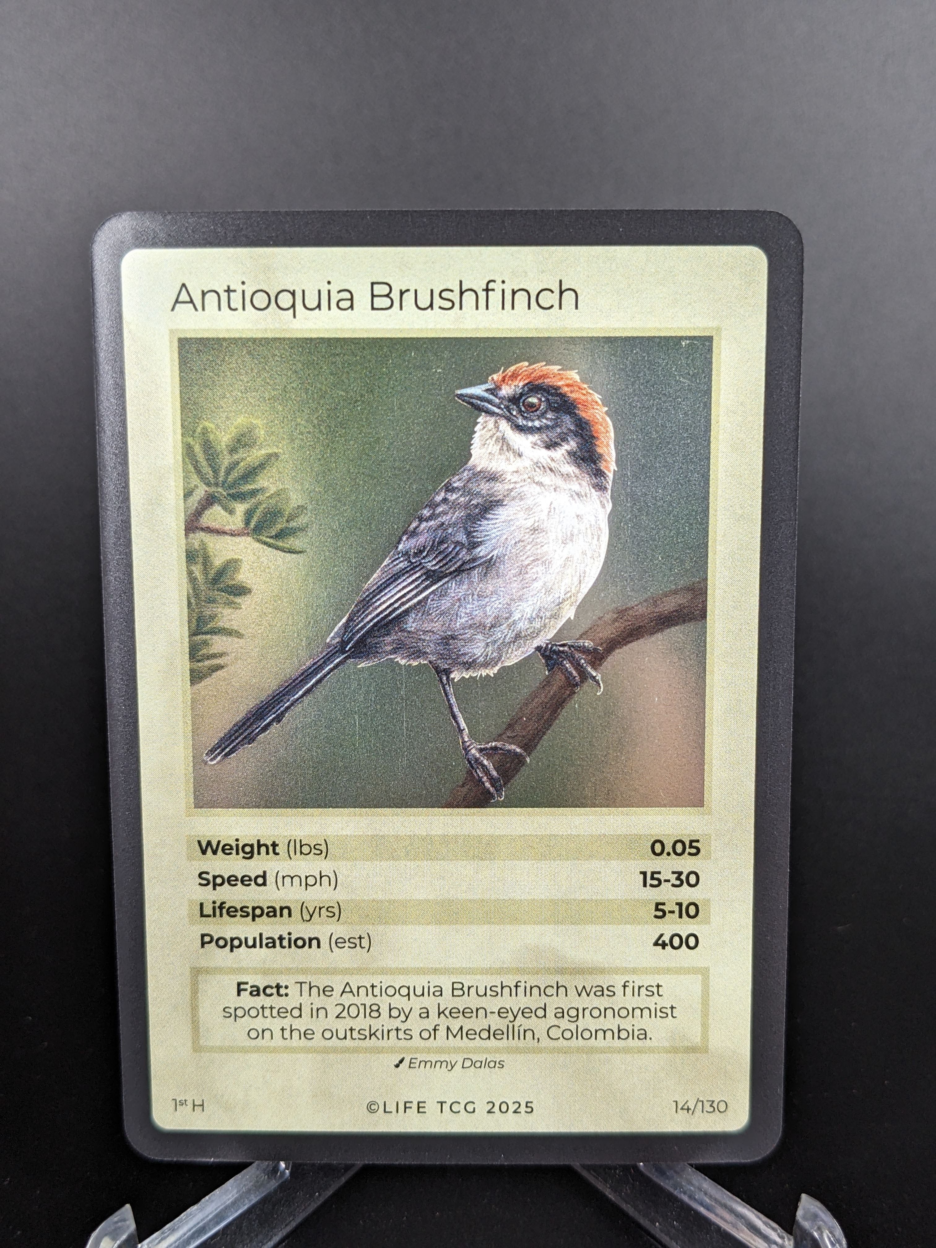 Antioquia Brushfinch — Birds Holo #14/130 | LIFE TCG | 1st Edition (Pop: 400)