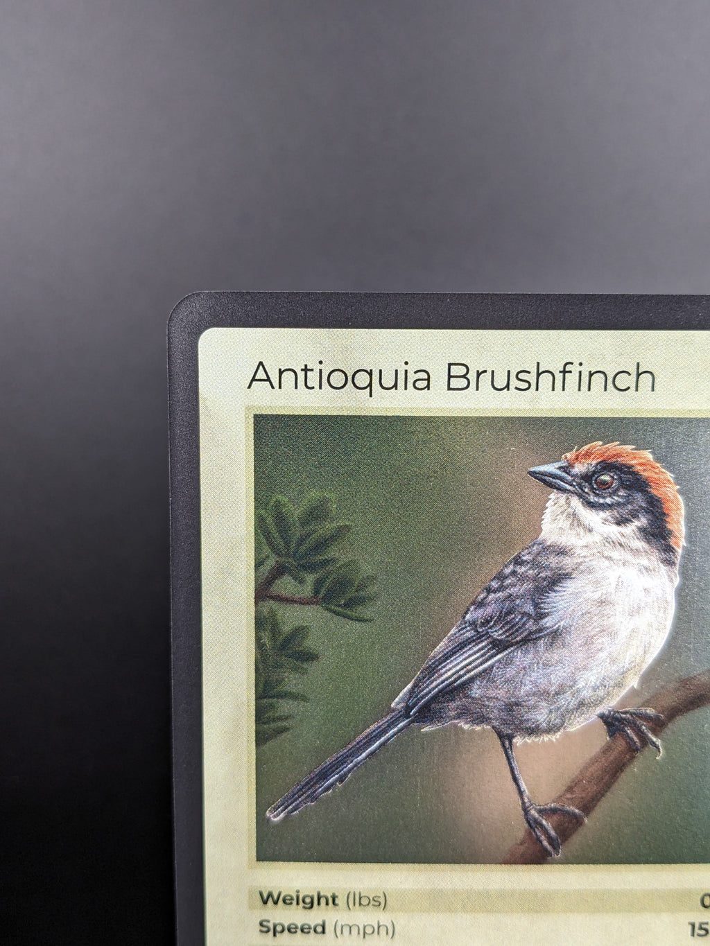 Antioquia Brushfinch — Birds Holo #14/130 | LIFE TCG | 1st Edition (Pop: 400)
