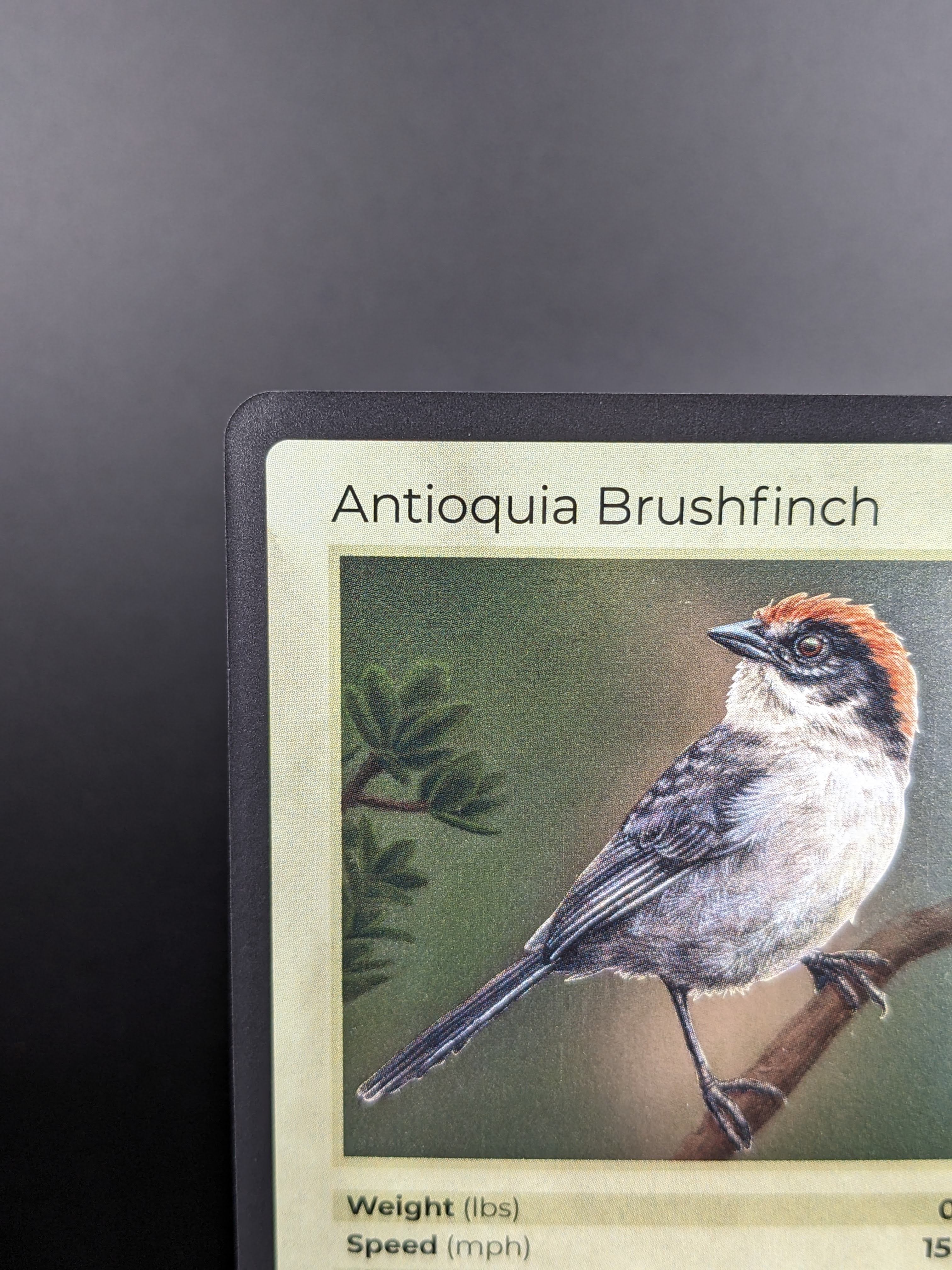 Antioquia Brushfinch — Birds Holo #14/130 | LIFE TCG | 1st Edition (Pop: 400)