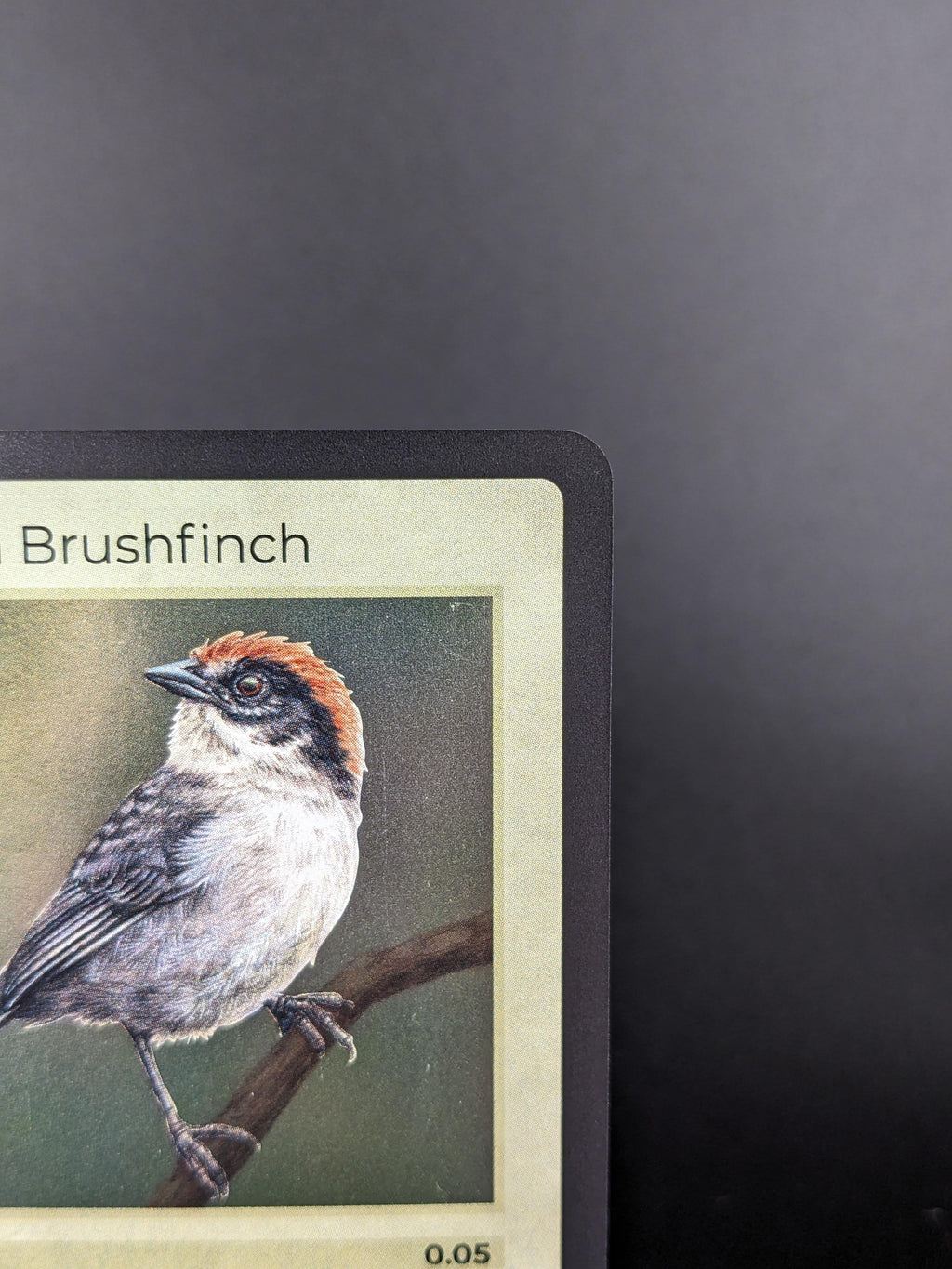 Antioquia Brushfinch — Birds Holo #14/130 | LIFE TCG | 1st Edition (Pop: 400)