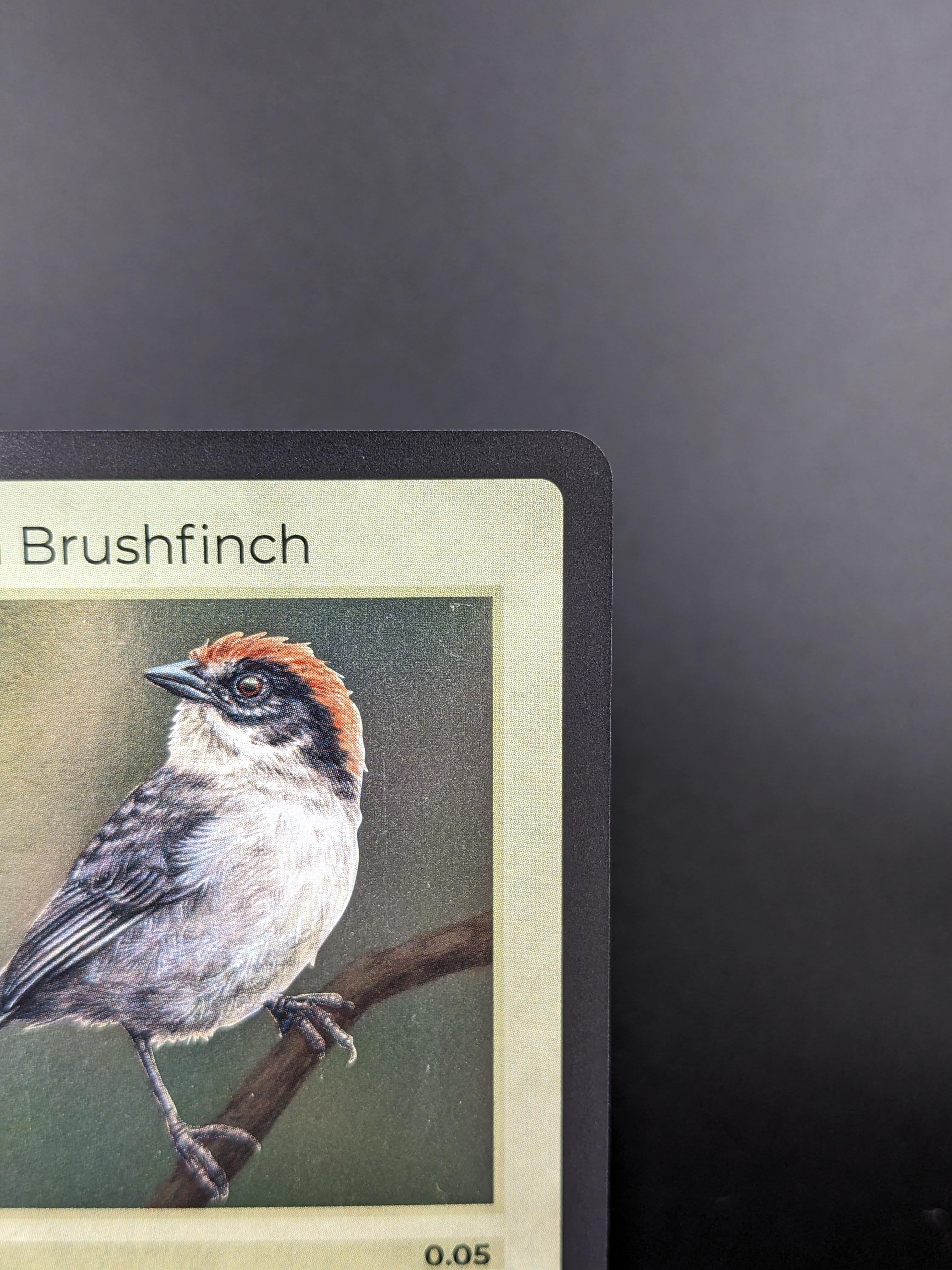 Antioquia Brushfinch — Birds Holo #14/130 | LIFE TCG | 1st Edition (Pop: 400)