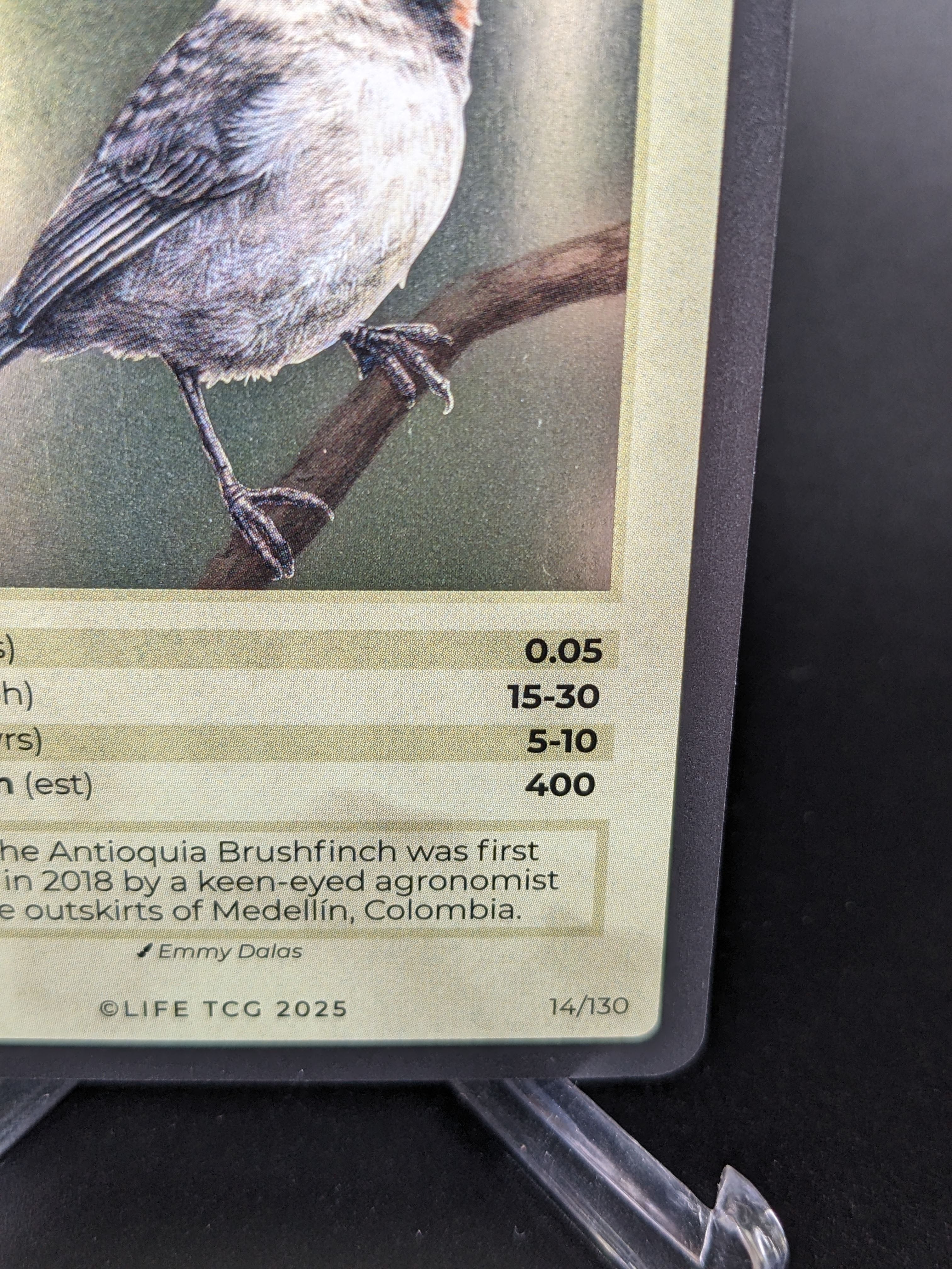Antioquia Brushfinch — Birds Holo #14/130 | LIFE TCG | 1st Edition (Pop: 400)