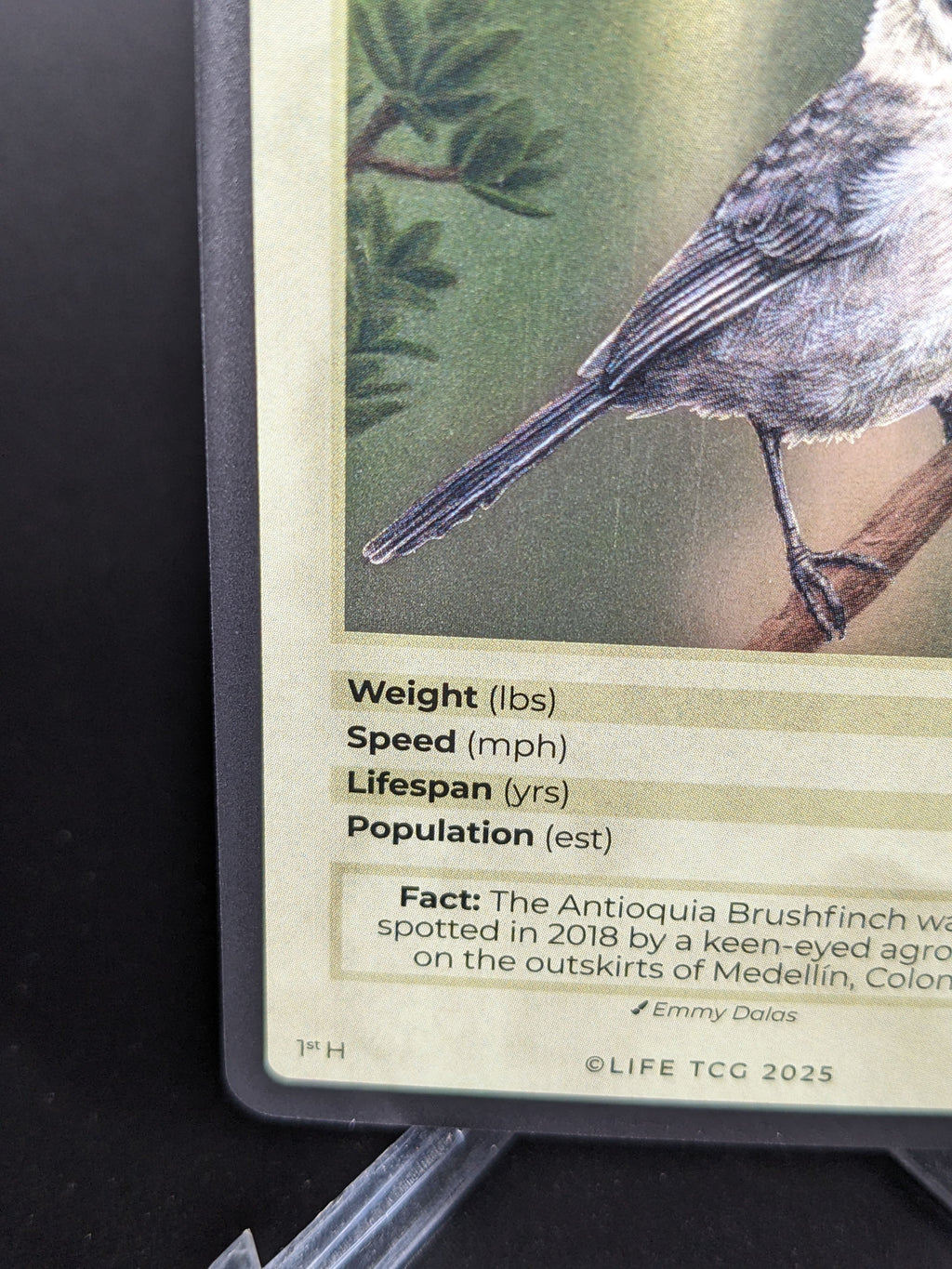 Antioquia Brushfinch — Birds Holo #14/130 | LIFE TCG | 1st Edition (Pop: 400)
