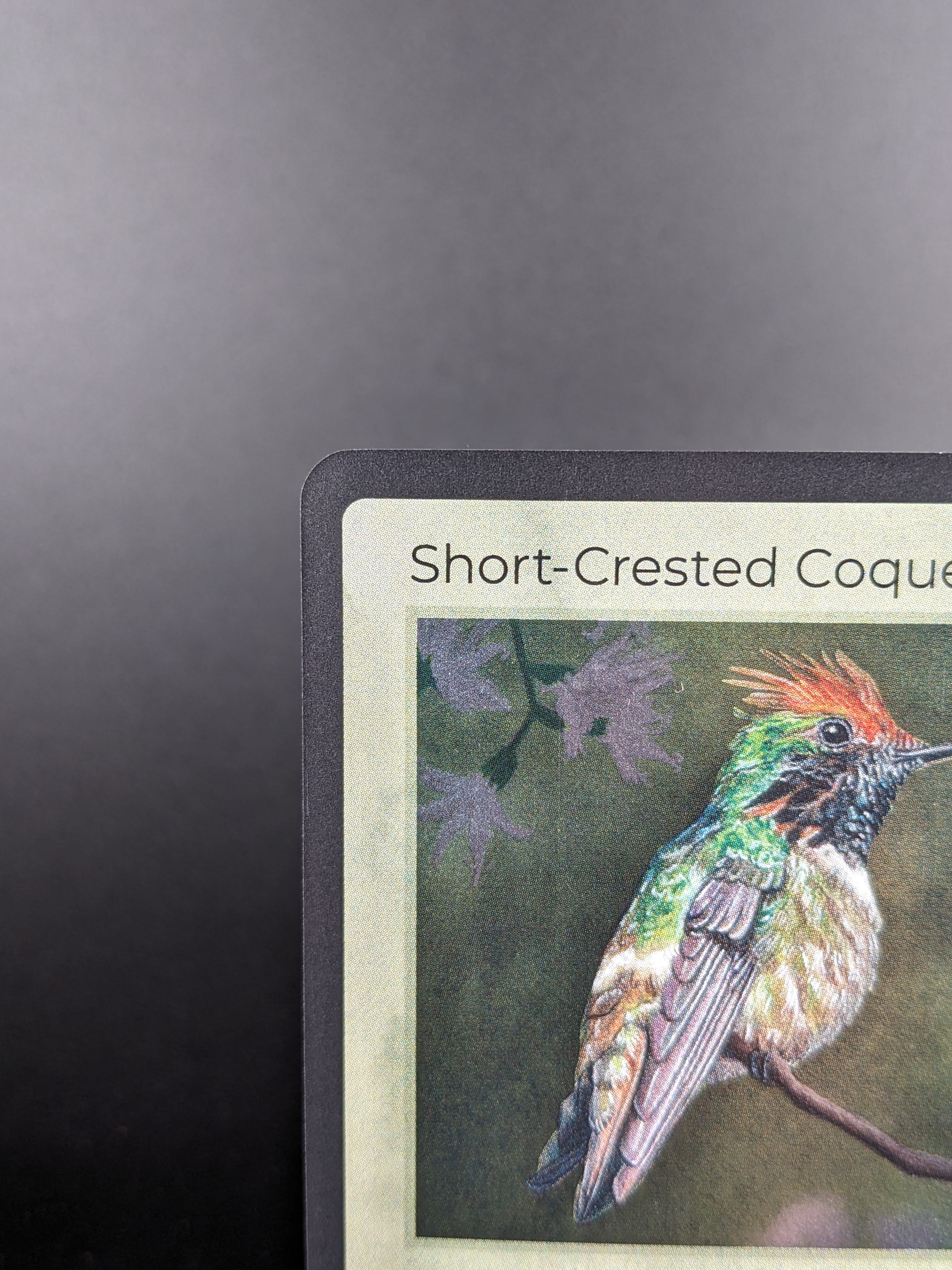 Short-Crested Coquette — Birds Holo #18/130 | LIFE TCG | 1st Edition (Pop: 1,000)