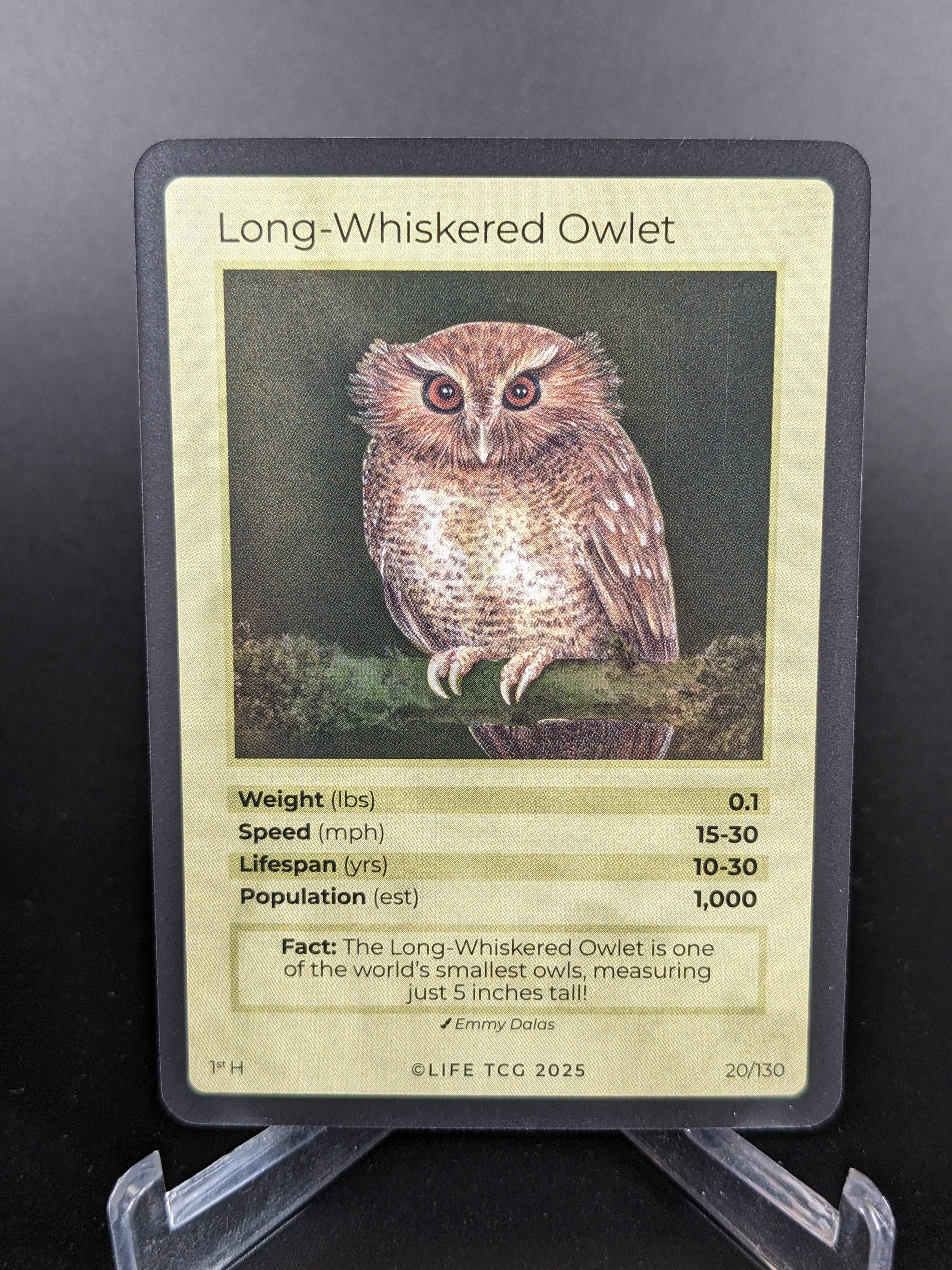 Long-Whiskered Owlet — Birds Holo #20/130 | LIFE TCG | 1st Edition (Pop: 1,000)
