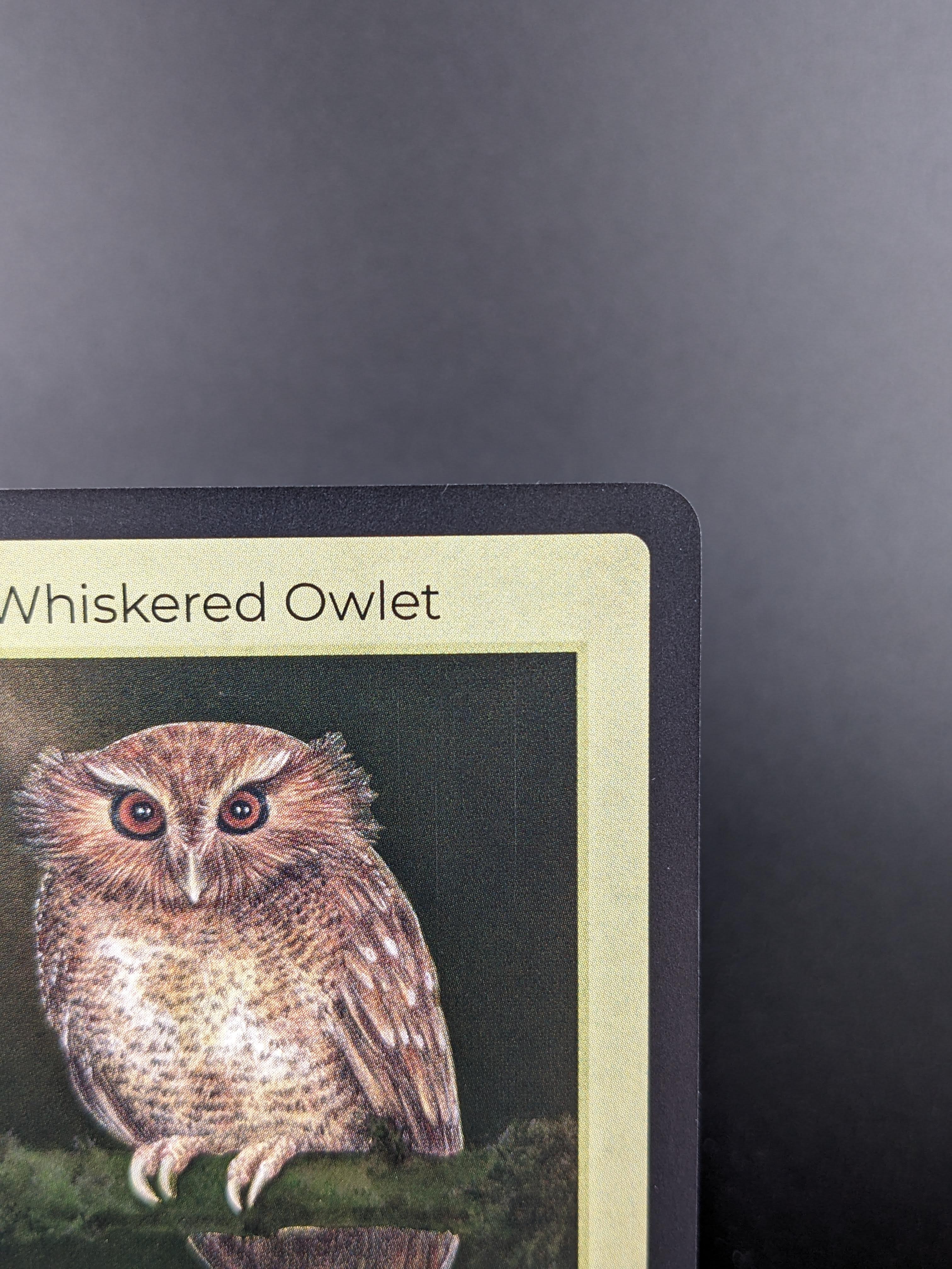 Long-Whiskered Owlet — Birds Holo #20/130 | LIFE TCG | 1st Edition (Pop: 1,000)