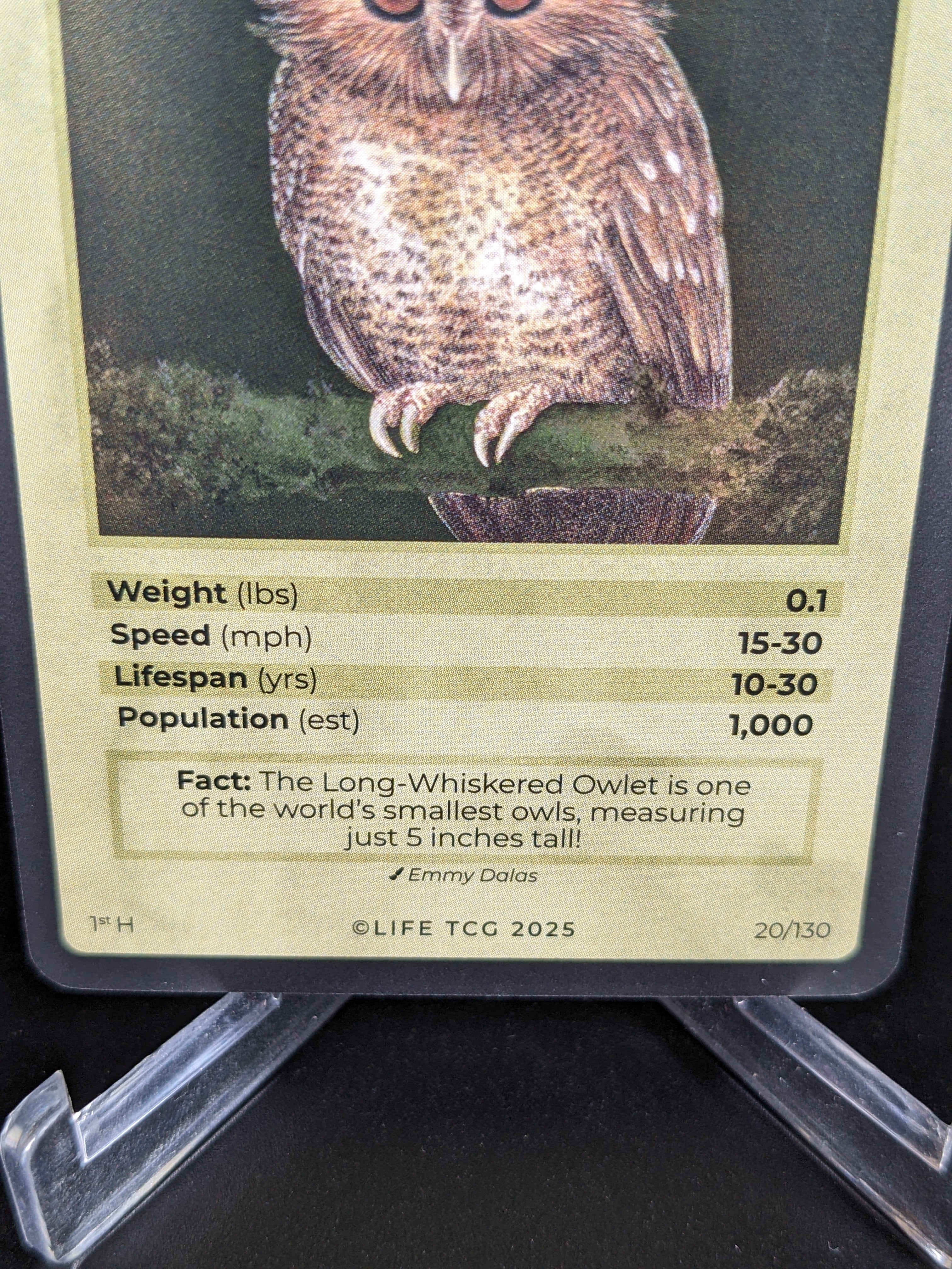 Long-Whiskered Owlet — Birds Holo #20/130 | LIFE TCG | 1st Edition (Pop: 1,000)
