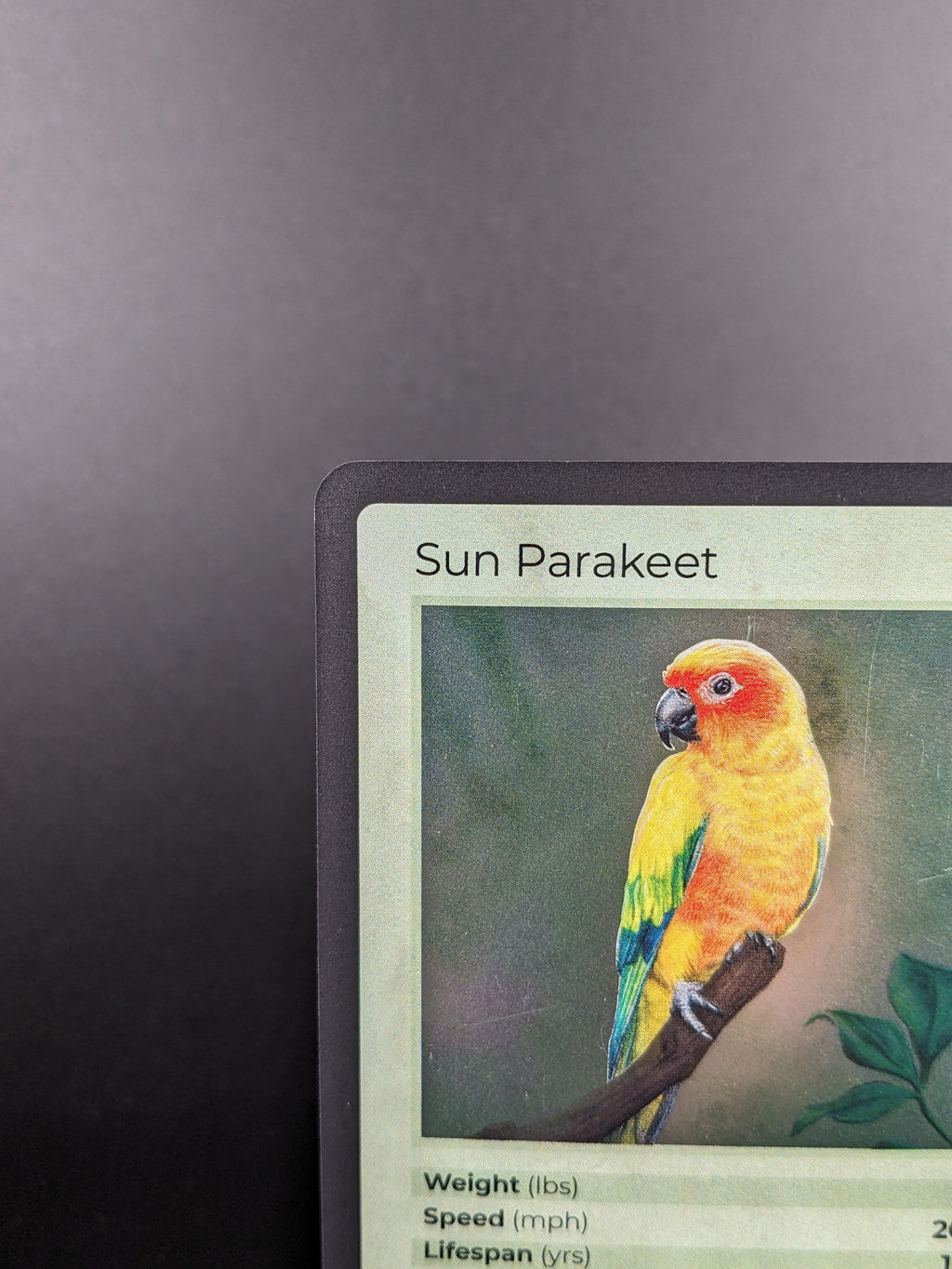 Sun Parakeet — Birds Holo #21/130 | LIFE TCG | 1st Edition (Pop: 2,000)