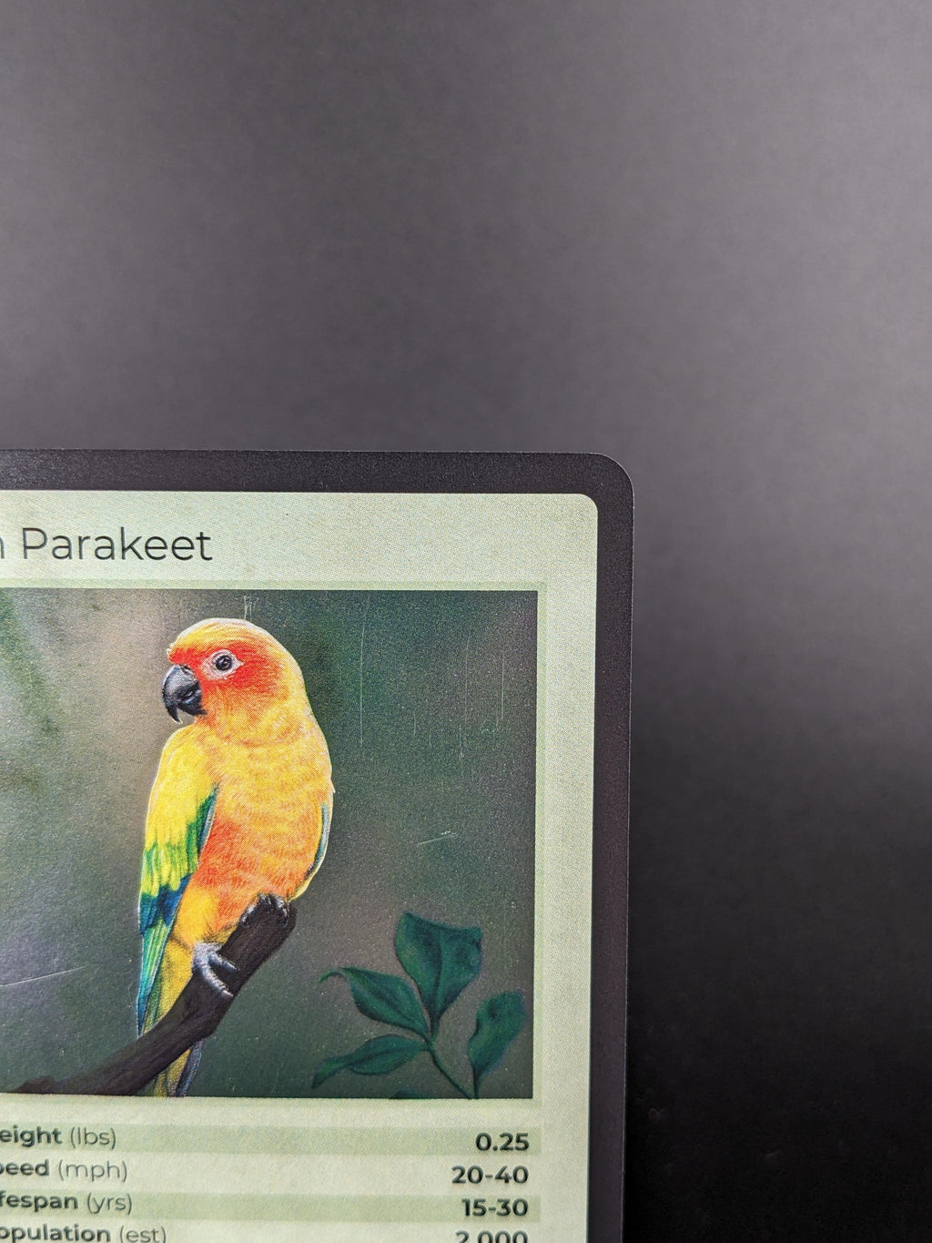 Sun Parakeet — Birds Holo #21/130 | LIFE TCG | 1st Edition (Pop: 2,000)