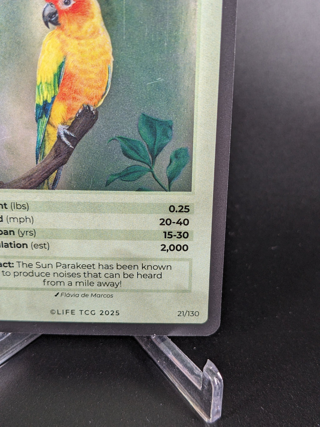 Sun Parakeet — Birds Holo #21/130 | LIFE TCG | 1st Edition (Pop: 2,000)