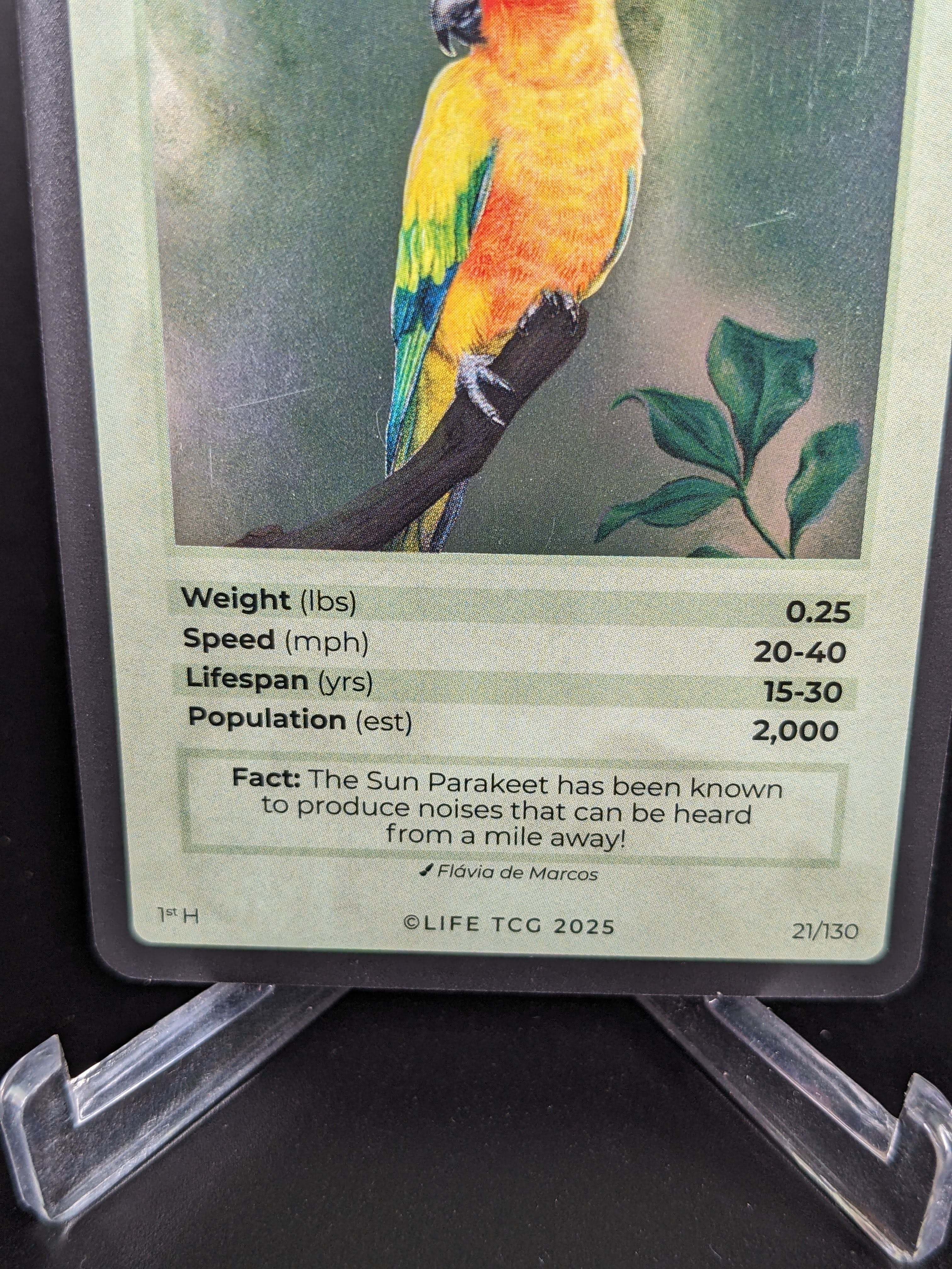 Sun Parakeet — Birds Holo #21/130 | LIFE TCG | 1st Edition (Pop: 2,000)