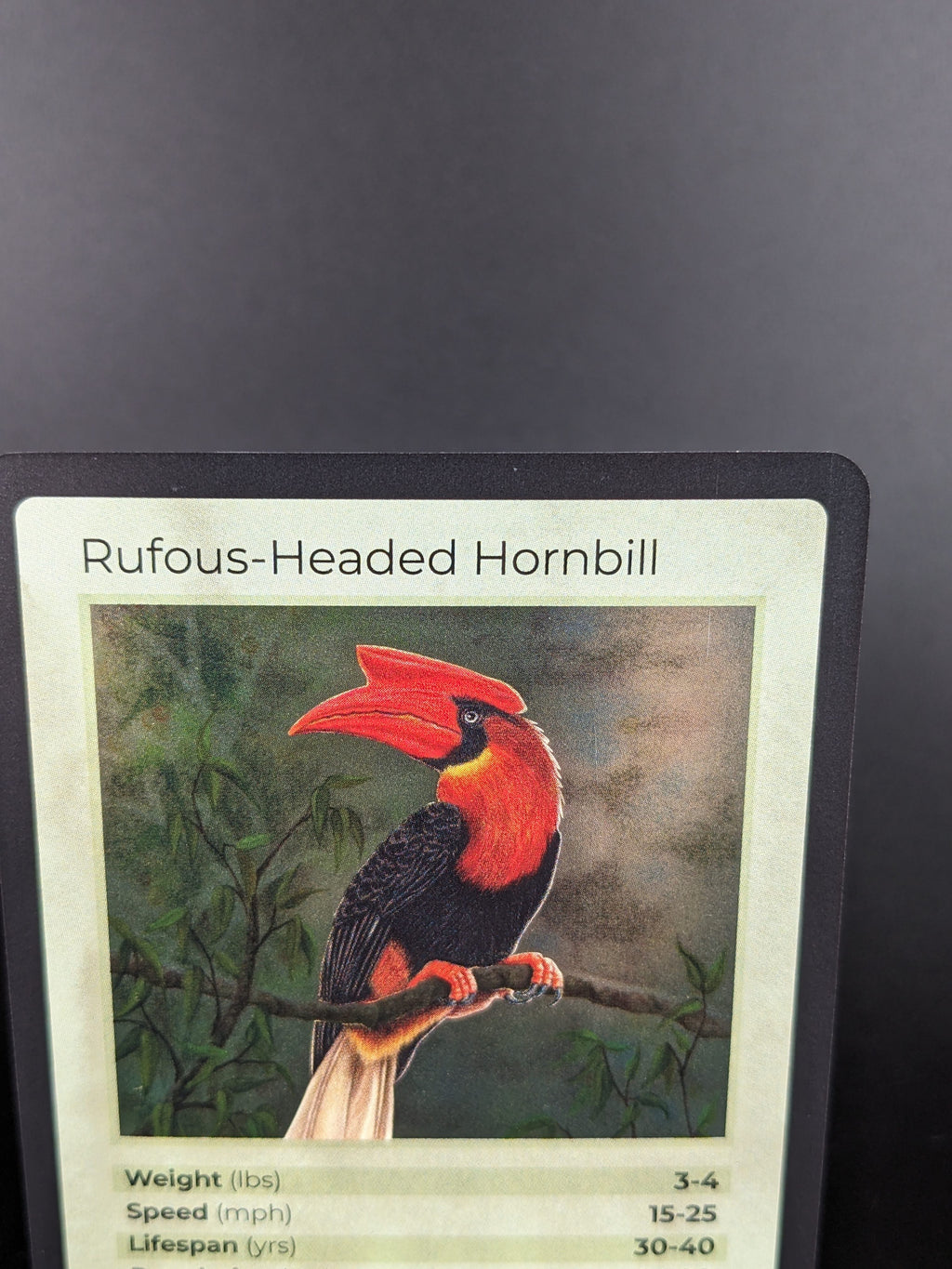 Rufous-Headed Hornbill — Birds Holo #23/130 | LIFE TCG | 1st Edition (Pop: 2,500)