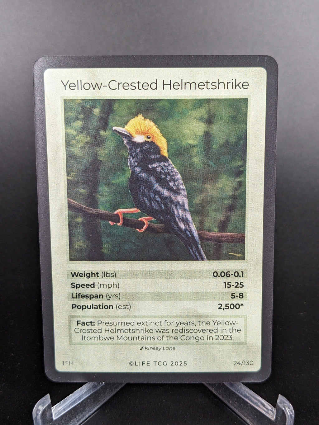 Yellow-Crested Helmetshrike — Birds Holo #24/130 | LIFE TCG | 1st Edition (Pop: 2,500)