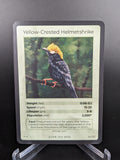 Yellow-Crested Helmetshrike — Birds Holo #24/130 | LIFE TCG | 1st Edition (Pop: 2,500)