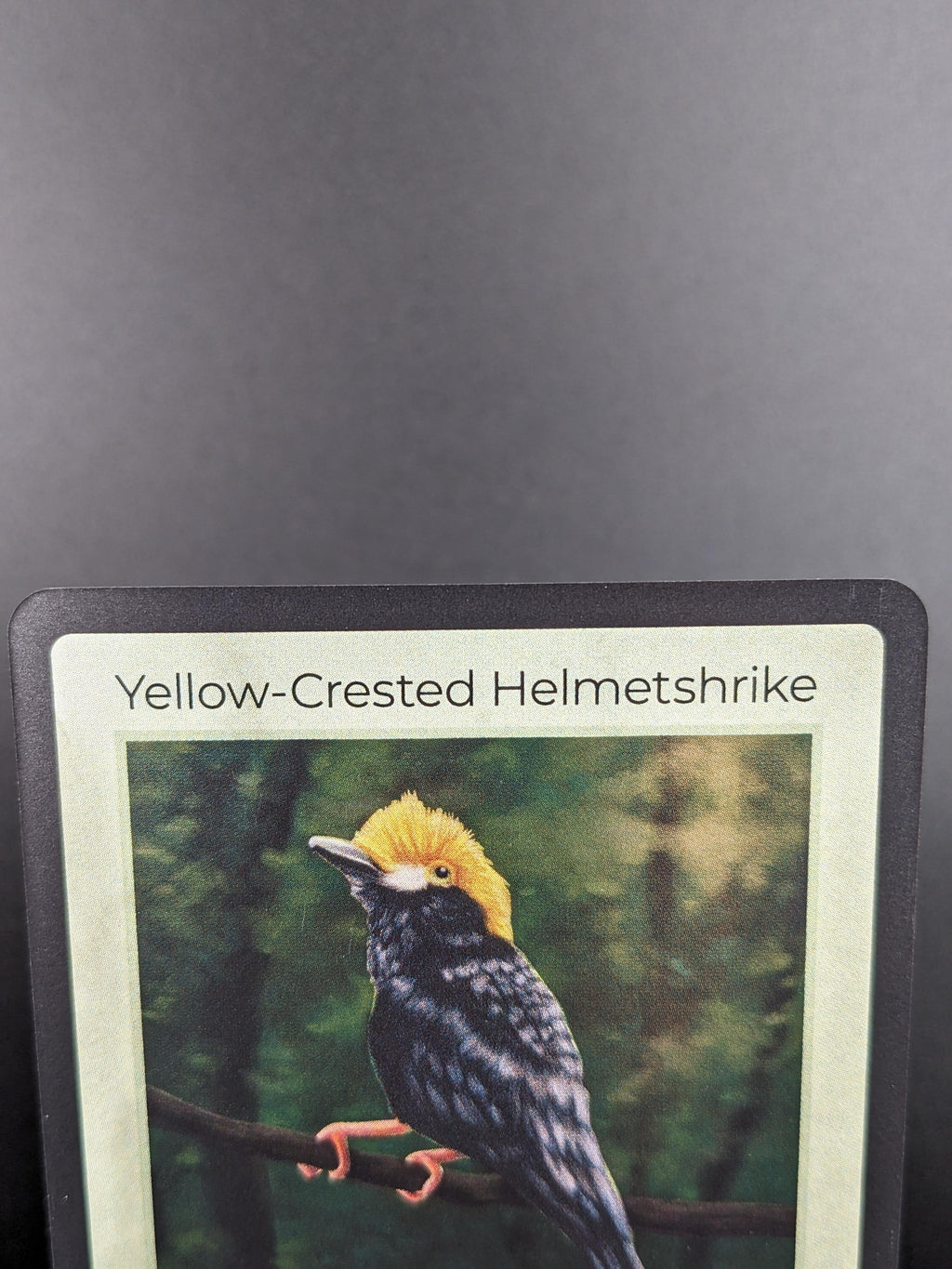 Yellow-Crested Helmetshrike — Birds Holo #24/130 | LIFE TCG | 1st Edition (Pop: 2,500)