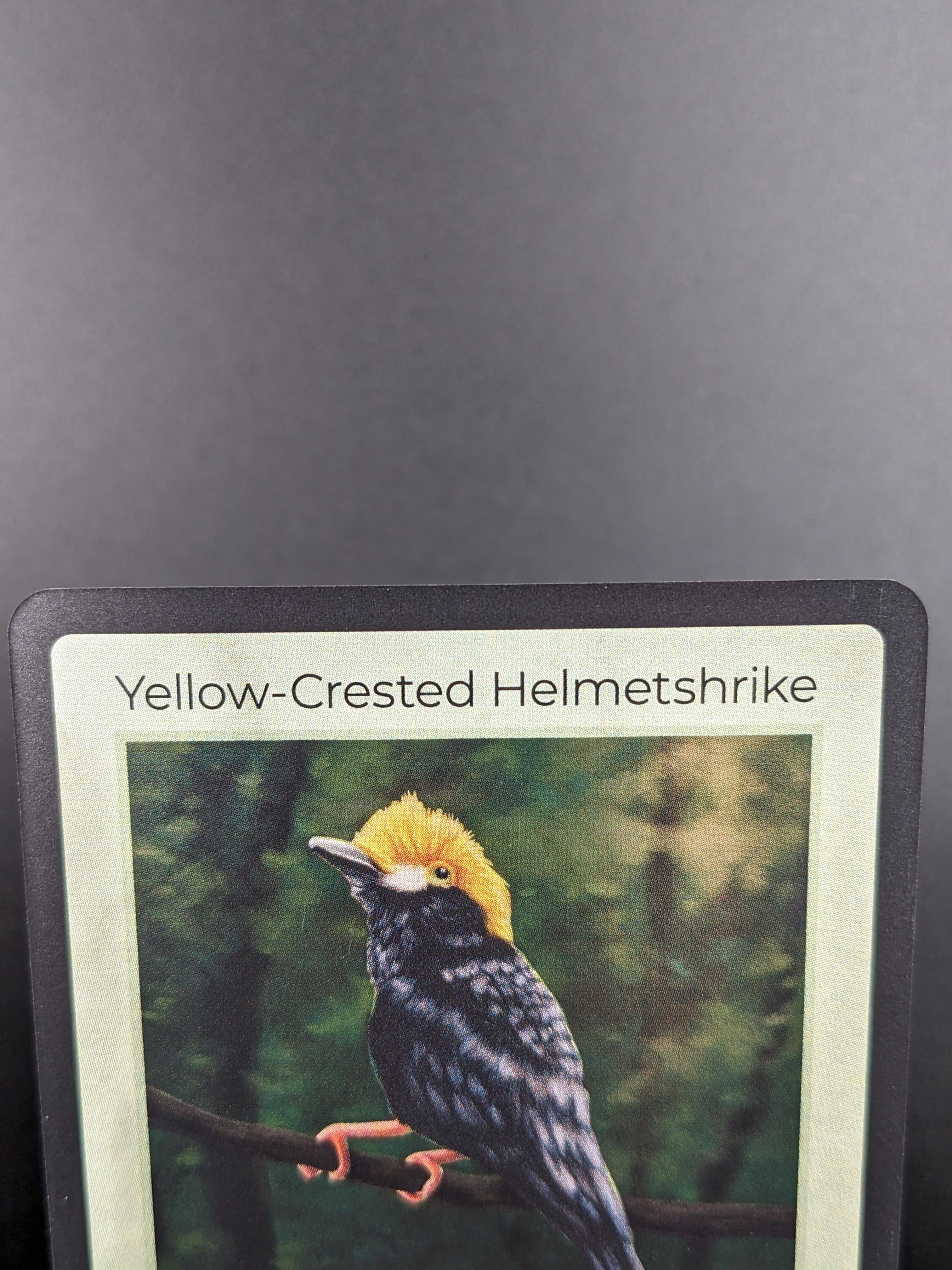 Yellow-Crested Helmetshrike — Birds Holo #24/130 | LIFE TCG | 1st Edition (Pop: 2,500)