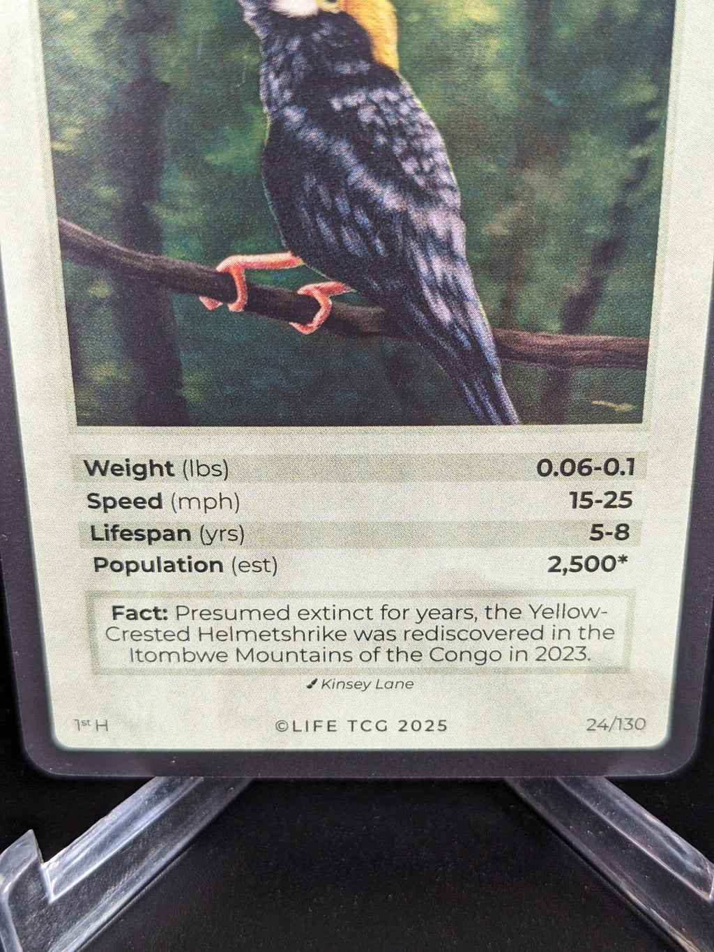 Yellow-Crested Helmetshrike — Birds Holo #24/130 | LIFE TCG | 1st Edition (Pop: 2,500)