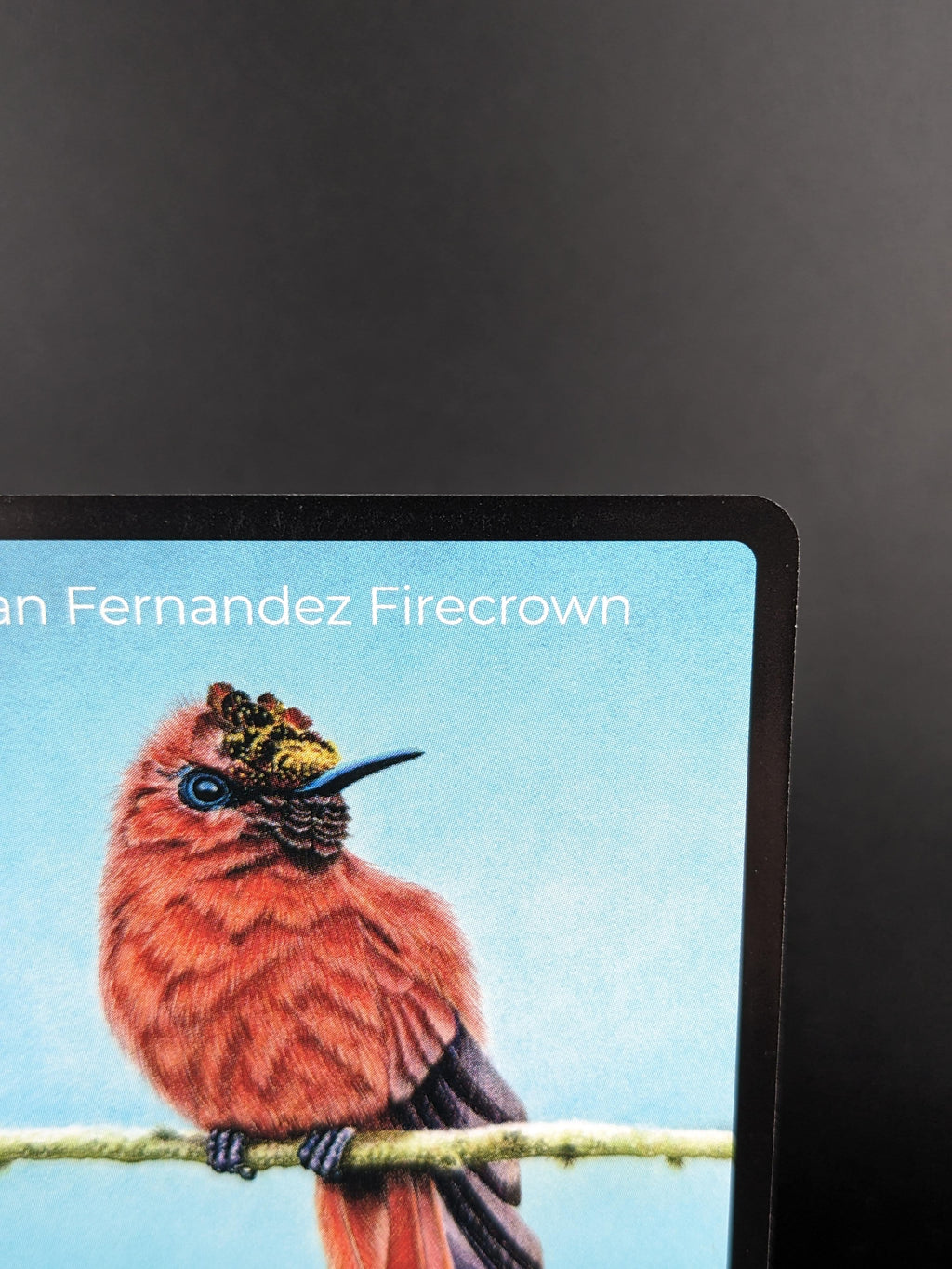 Juan Fernandez Firecrown — Birds Full Art #25/130 | LIFE TCG | 1st Edition (Pop: 400)