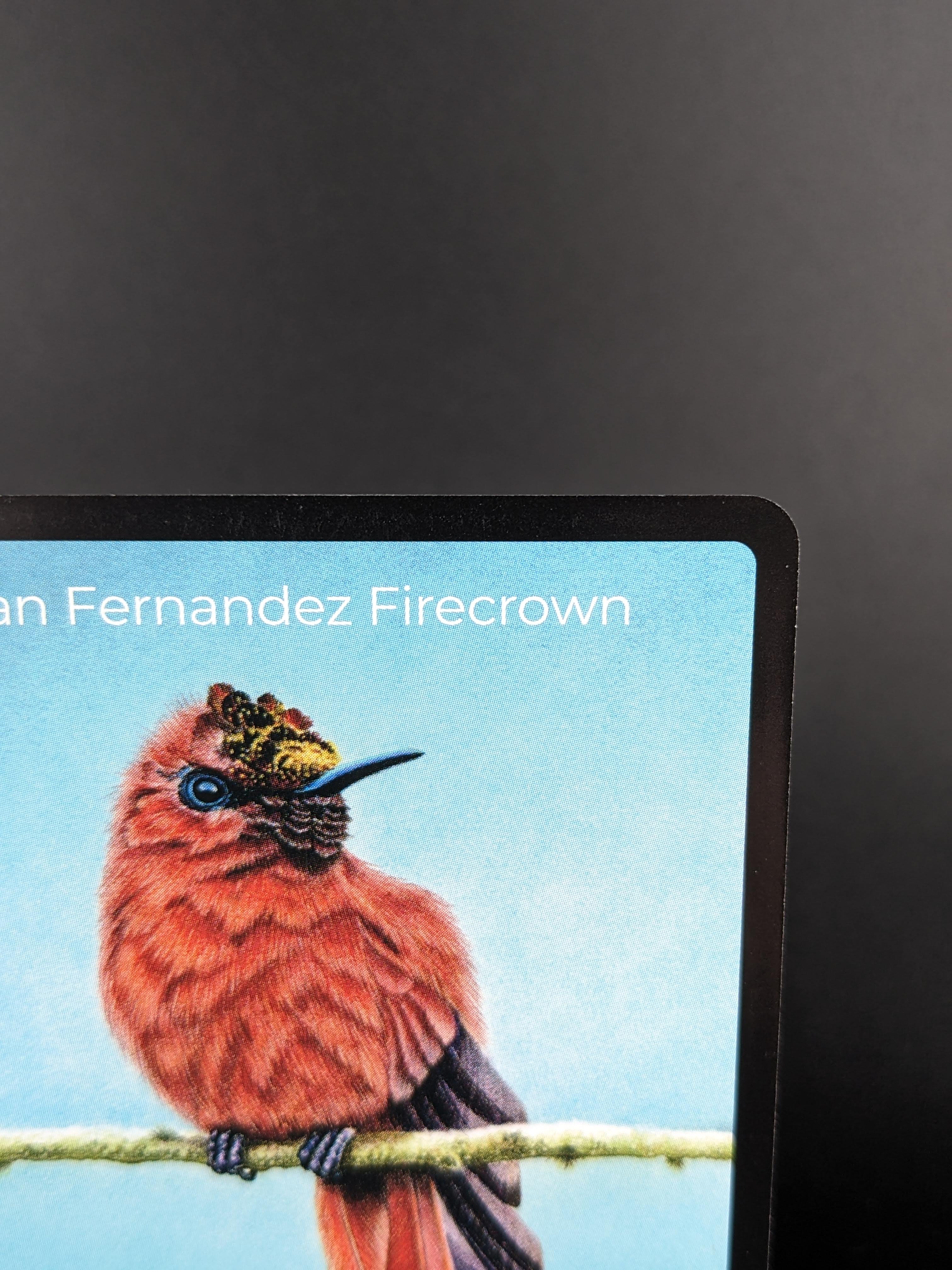 Juan Fernandez Firecrown — Birds Full Art #25/130 | LIFE TCG | 1st Edition (Pop: 400)