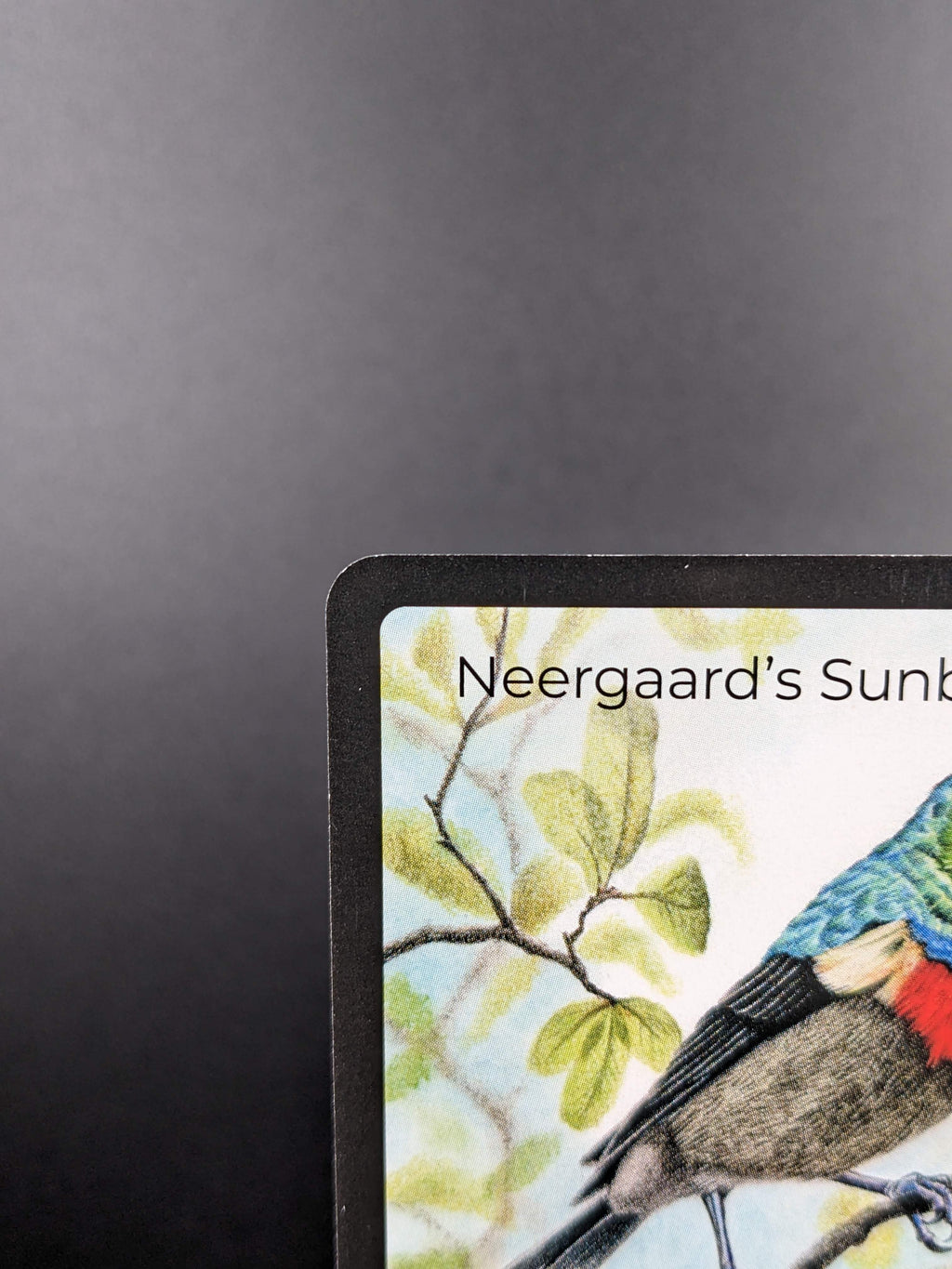 Neergaard's Sunbird — Birds Full Art #31/130 | LIFE TCG | 1st Edition (Pop: 500)