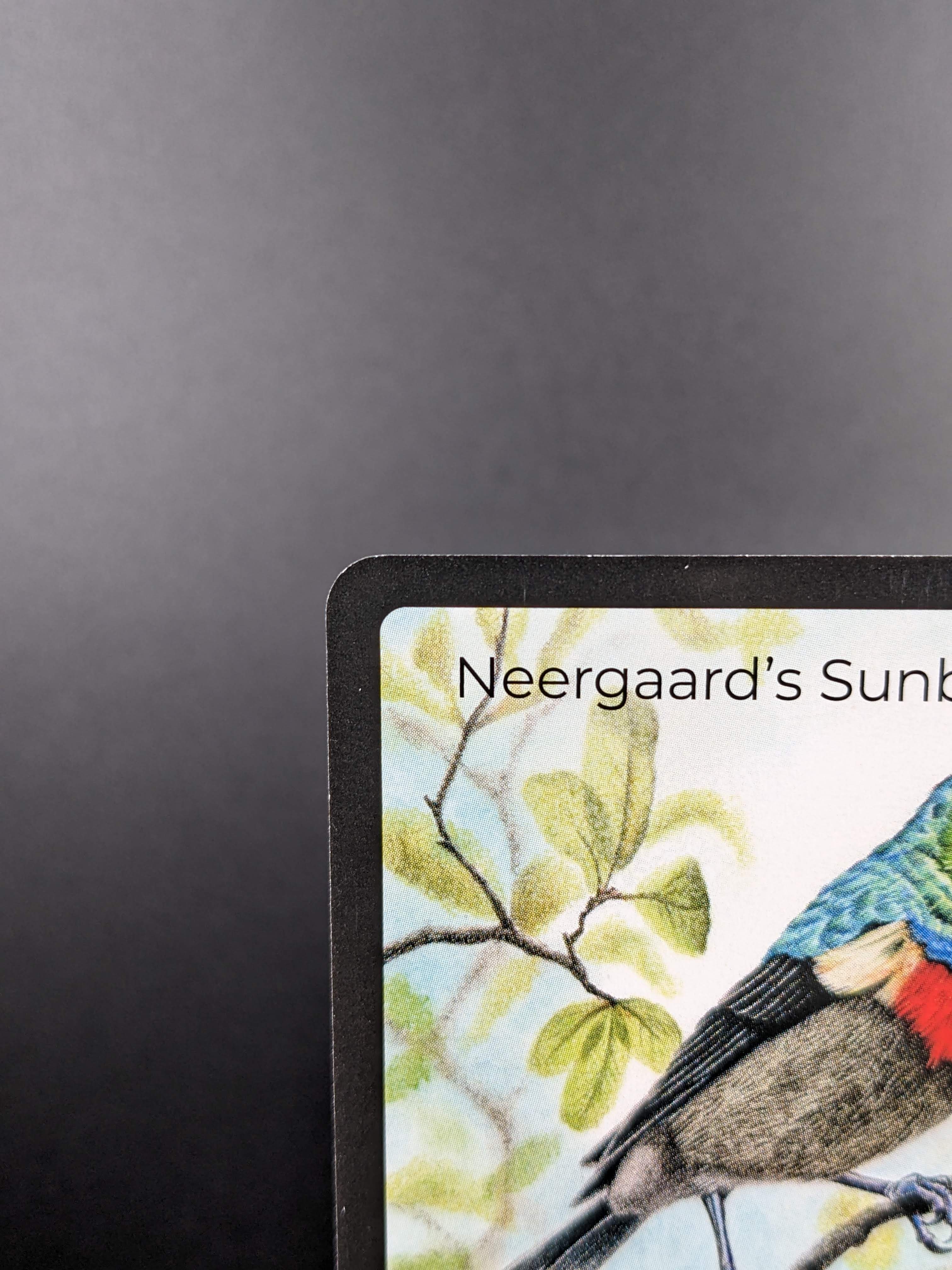 Neergaard's Sunbird — Birds Full Art #31/130 | LIFE TCG | 1st Edition (Pop: 500)