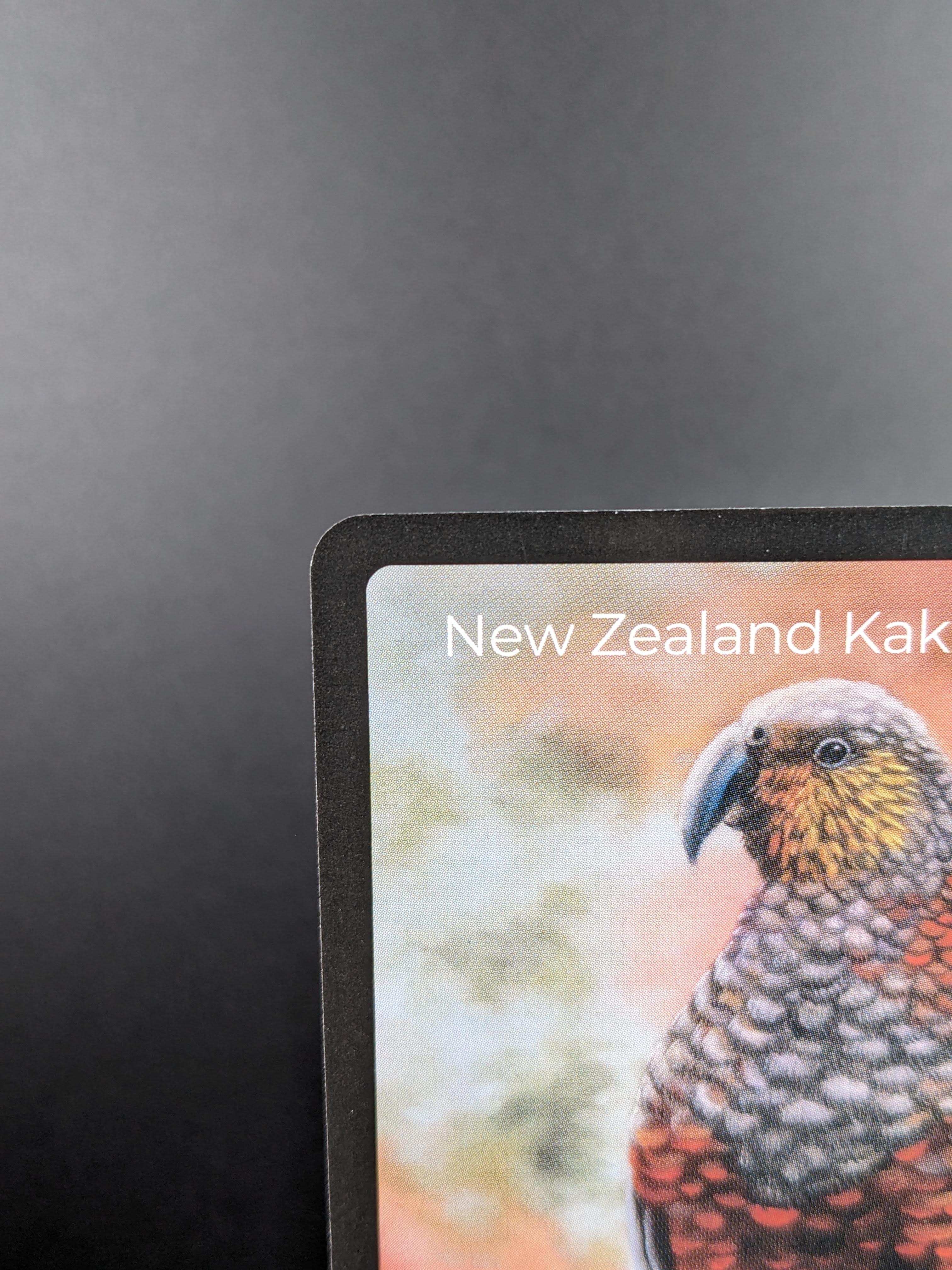 New Zealand Kaka — Birds Full Art #33/130 | LIFE TCG | 1st Edition (Pop: 600)