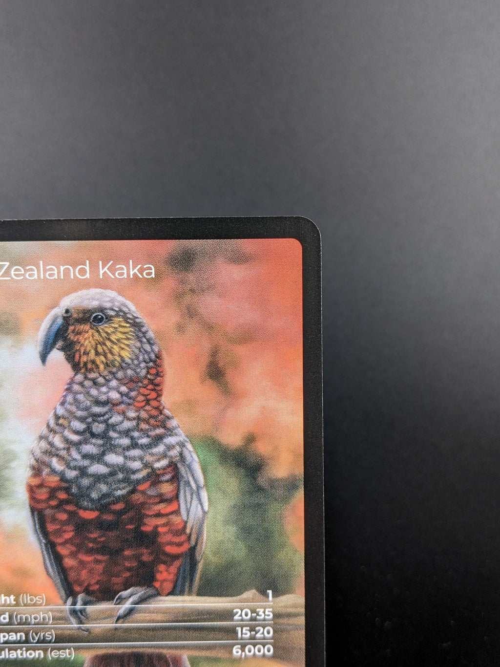 New Zealand Kaka — Birds Full Art #33/130 | LIFE TCG | 1st Edition (Pop: 600)