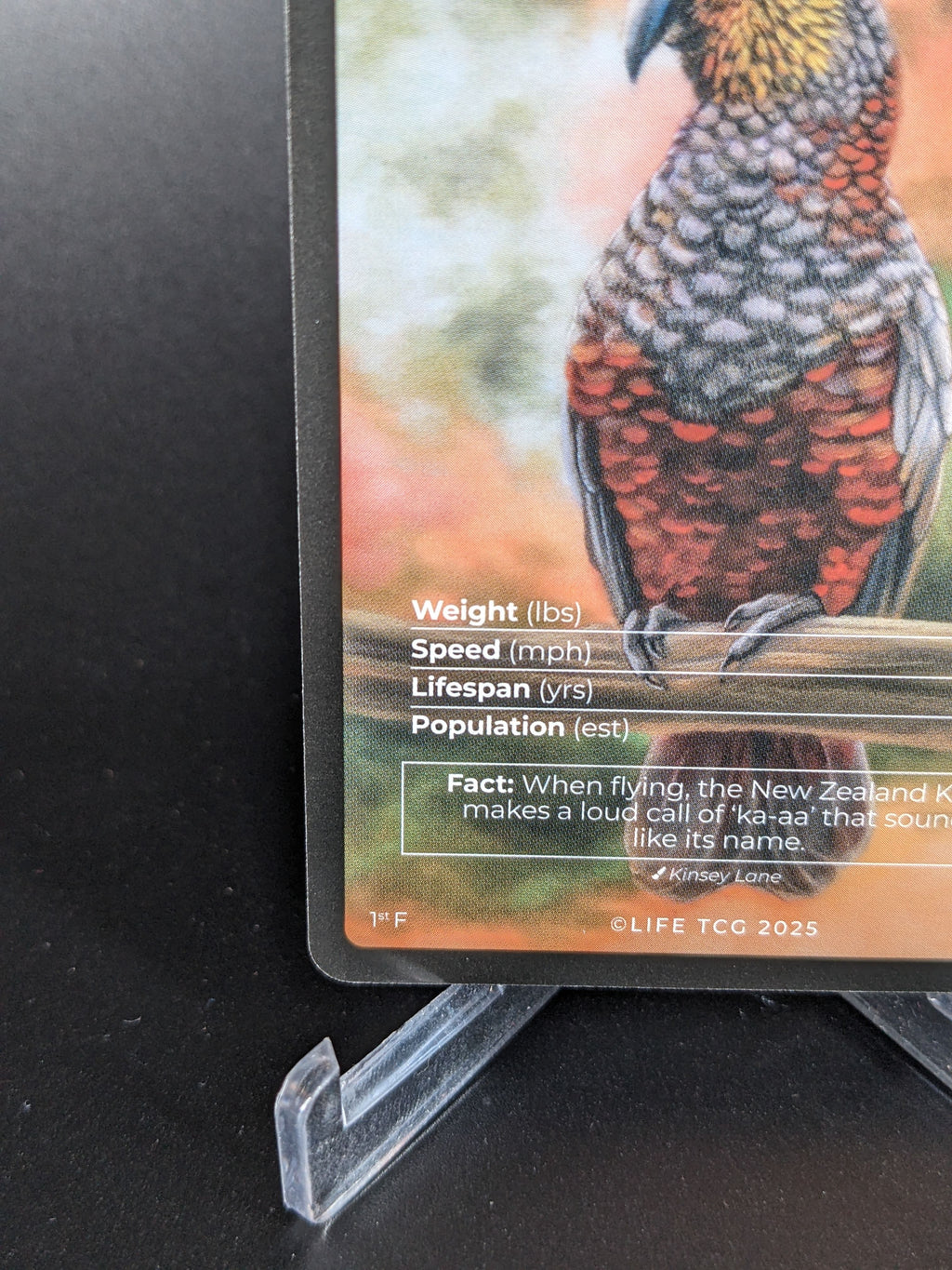 New Zealand Kaka — Birds Full Art #33/130 | LIFE TCG | 1st Edition (Pop: 600)