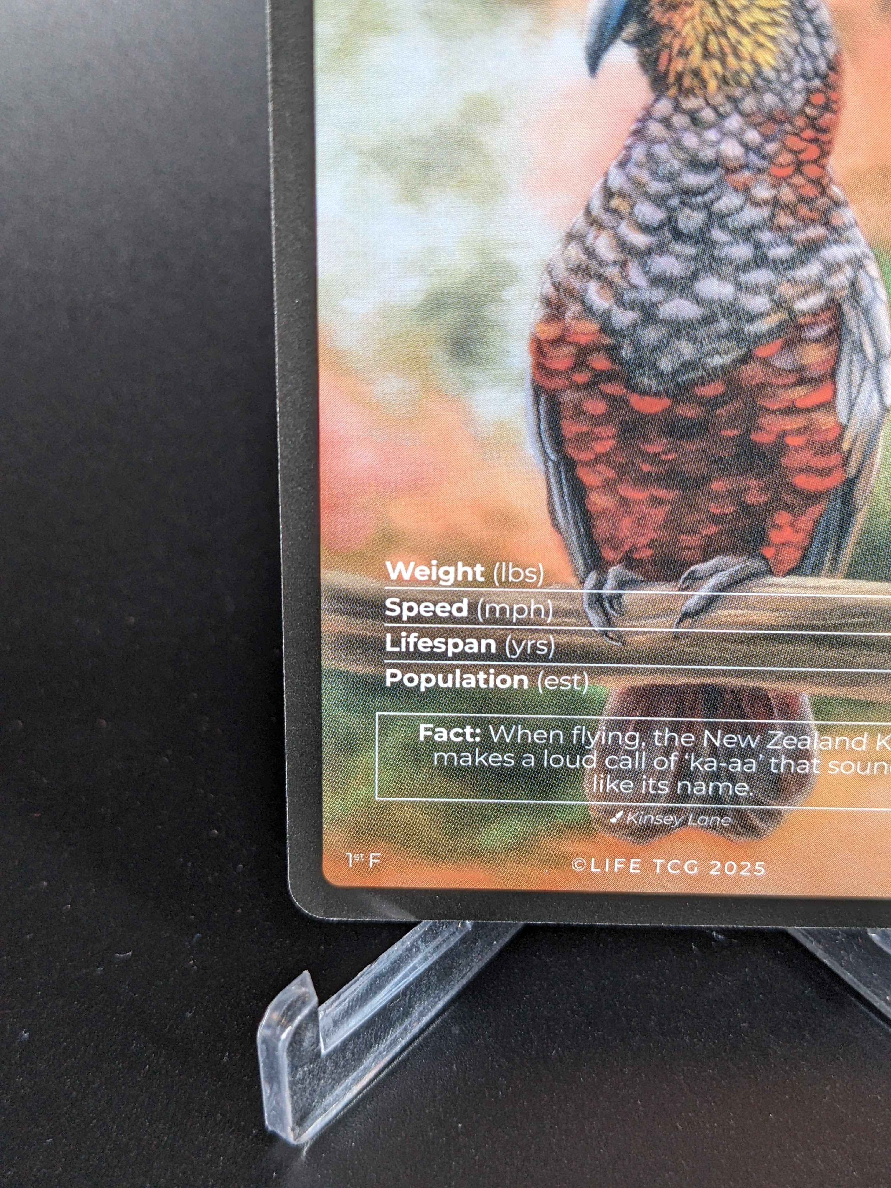 New Zealand Kaka — Birds Full Art #33/130 | LIFE TCG | 1st Edition (Pop: 600)
