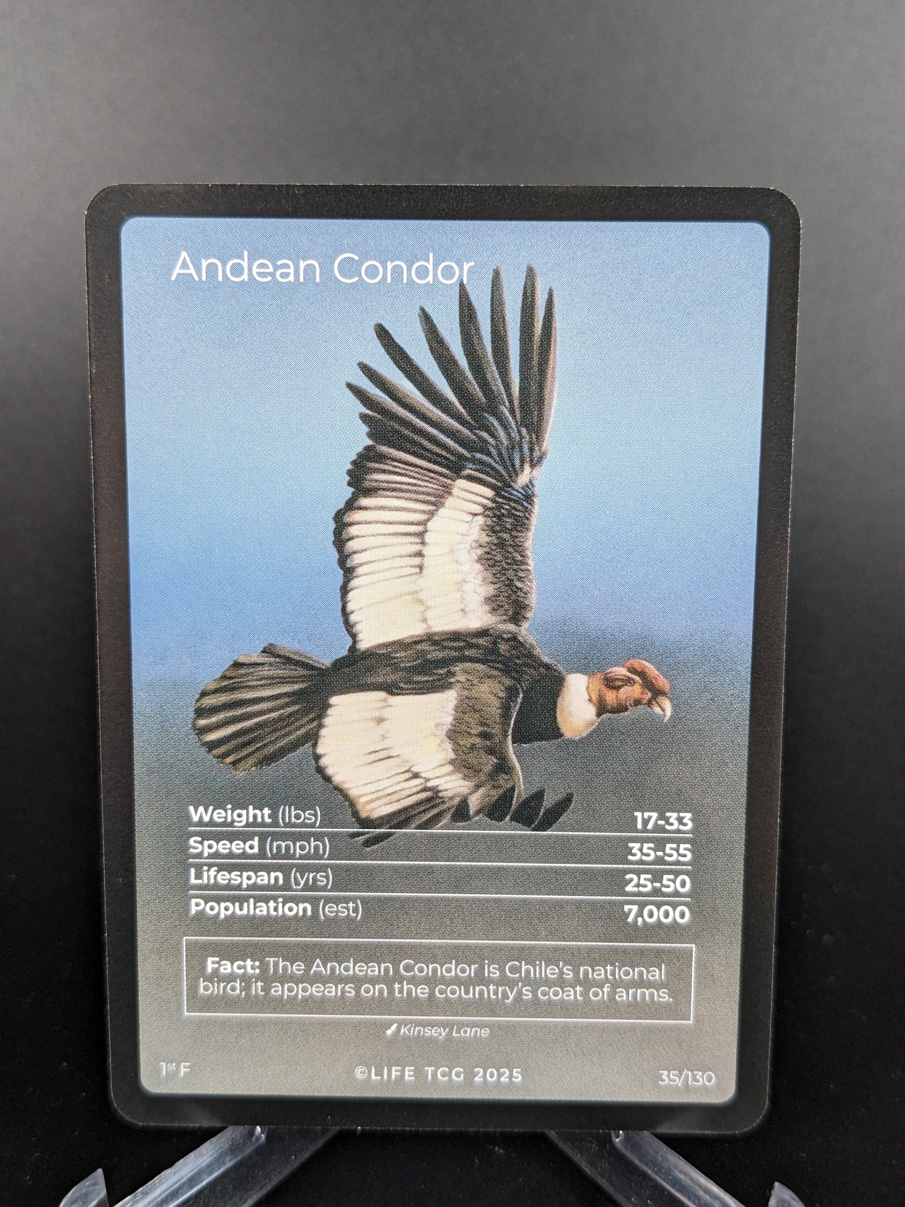 Andean Condor — Birds Full Art #35/130 | LIFE TCG | 1st Edition (Pop: 700)