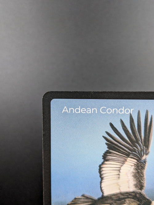 Andean Condor — Birds Full Art #35/130 | LIFE TCG | 1st Edition (Pop: 700)