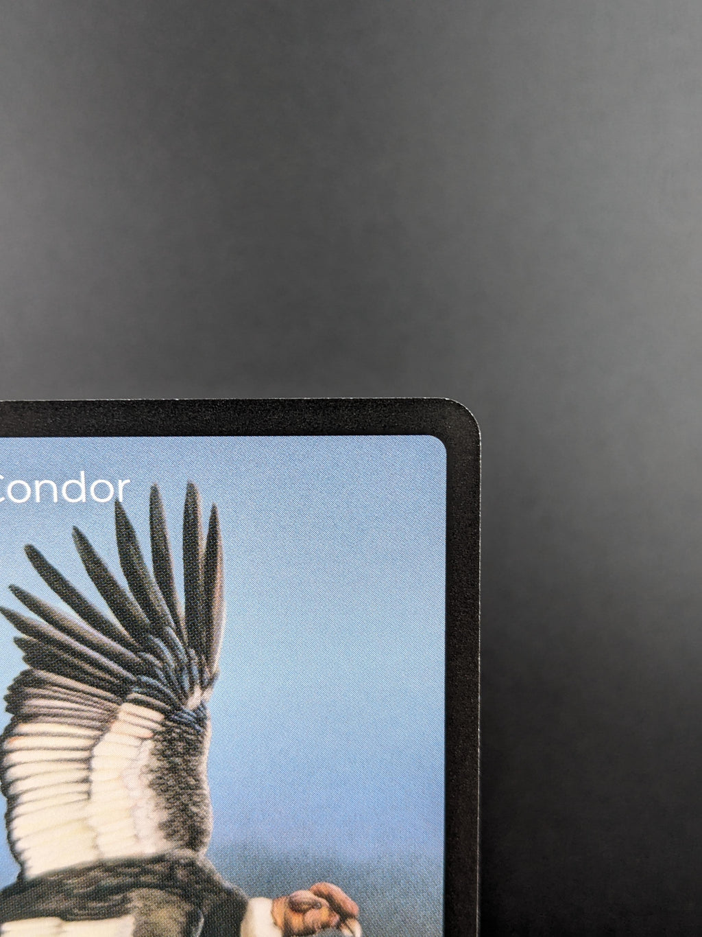 Andean Condor — Birds Full Art #35/130 | LIFE TCG | 1st Edition (Pop: 700)