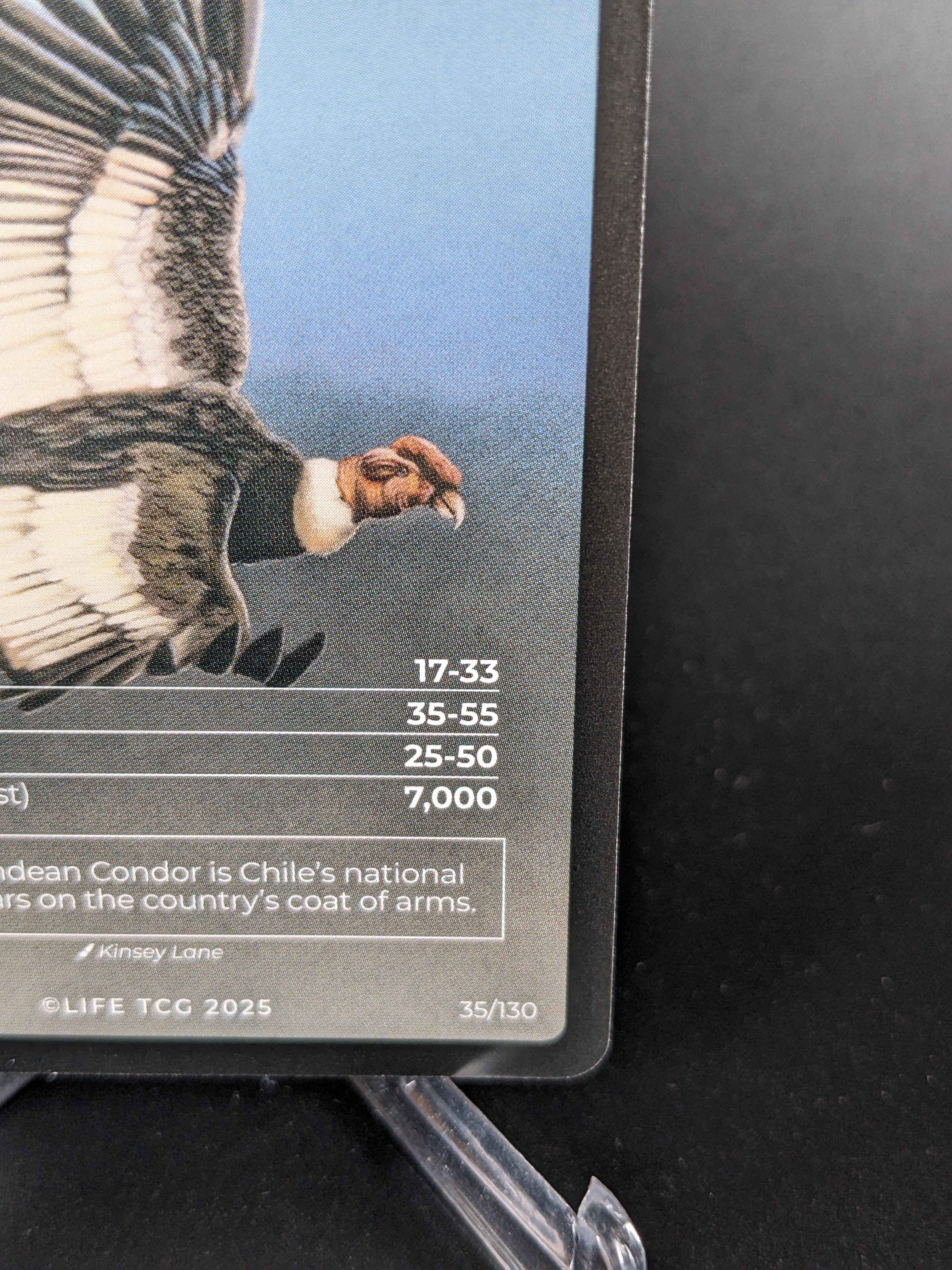 Andean Condor — Birds Full Art #35/130 | LIFE TCG | 1st Edition (Pop: 700)