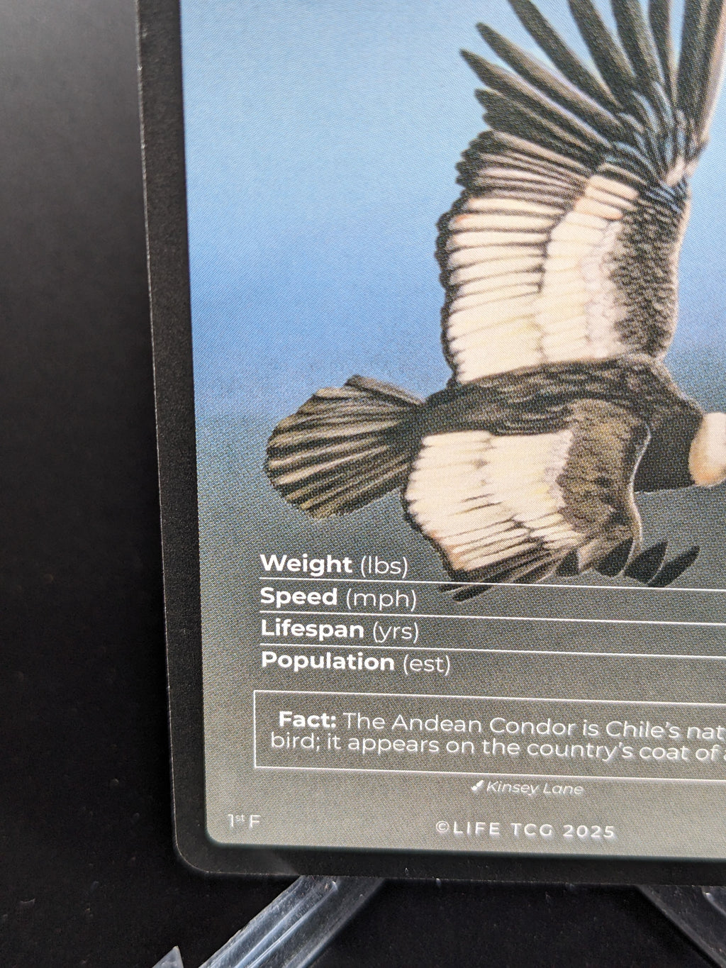 Andean Condor — Birds Full Art #35/130 | LIFE TCG | 1st Edition (Pop: 700)