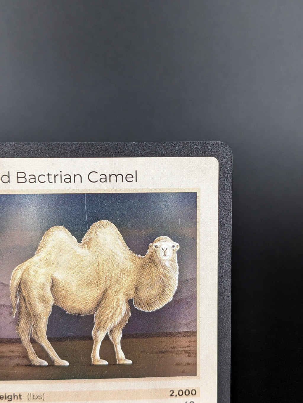 Wild Bactrian Camel — Mammals Holo #20/100 | LIFE TCG | 1st Edition (Pop: 1,000)
