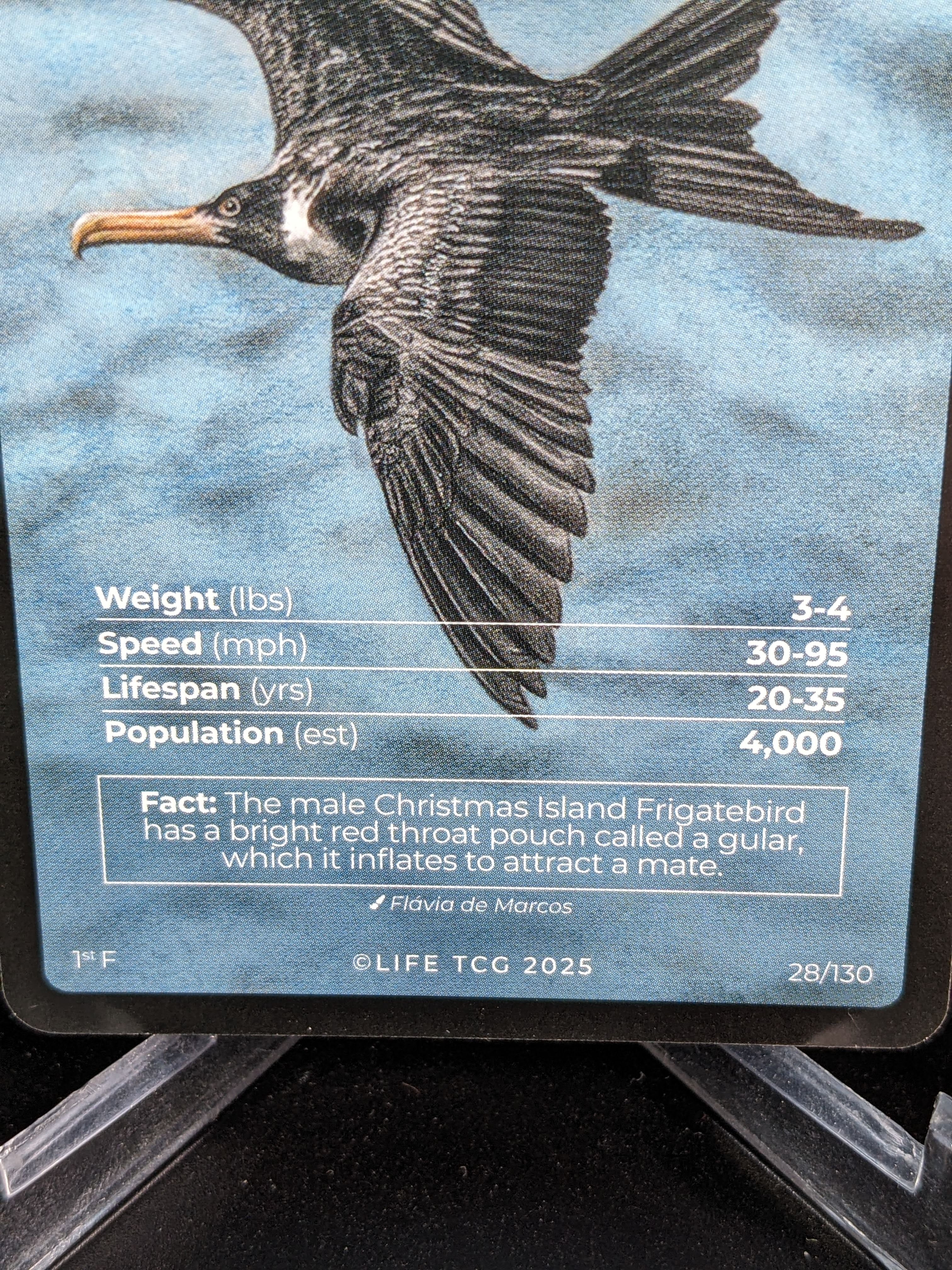 Christmas Island Frigatebird — Birds Full Art #28/130 | LIFE TCG | 1st Edition (Pop: 400)