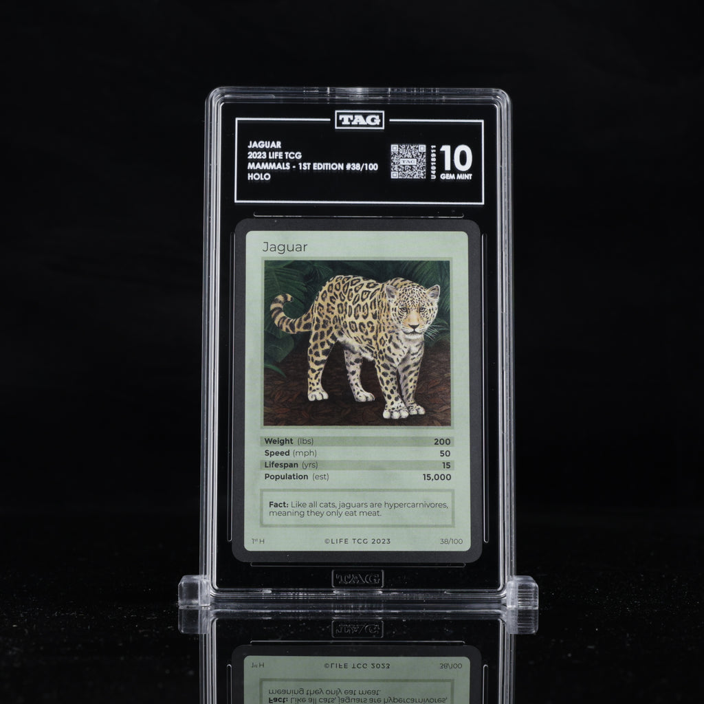 Jaguar - TAG 10 GEM MINT | Life TCG | Mammals 1st Edition | Holo