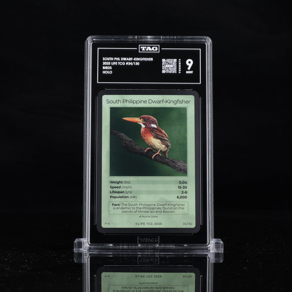South Philippine Dwarf-Kingfisher - TAG 9 MINT | Life TCG | Birds | Holo