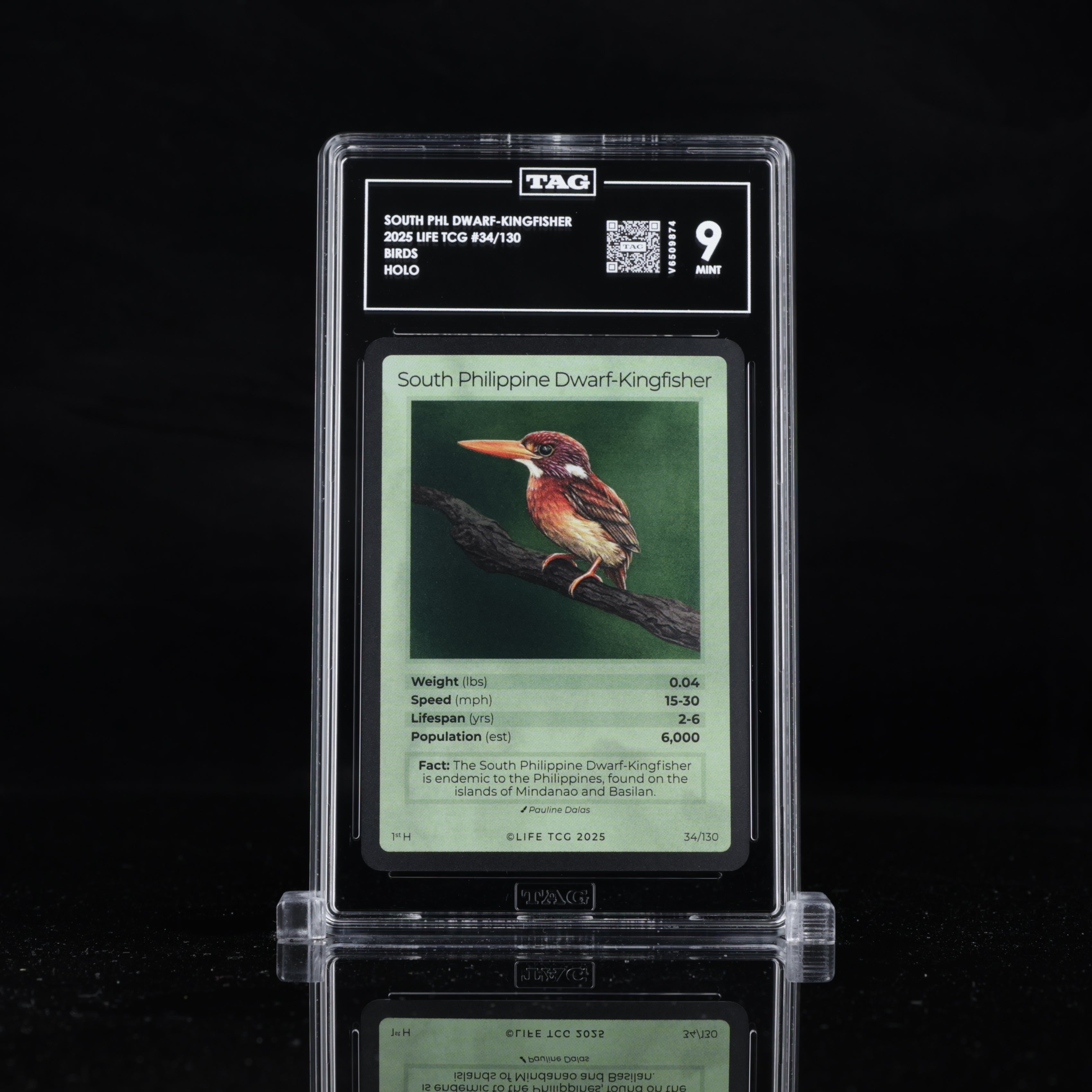 South Philippine Dwarf-Kingfisher - TAG 9 MINT | Life TCG | Birds | Holo